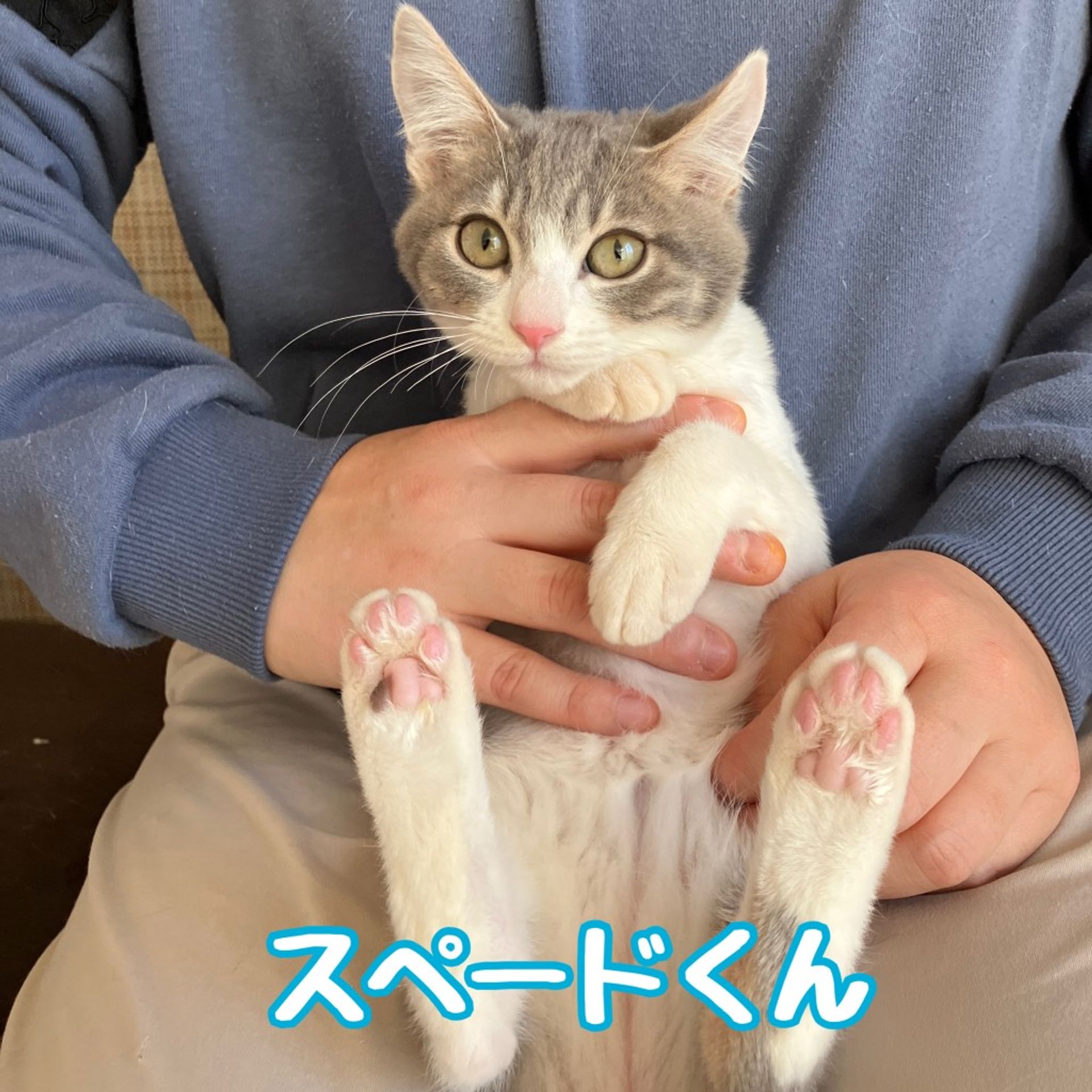 雑種（ミックス猫）・オスの里親募集の写真