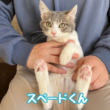 スペードの写真