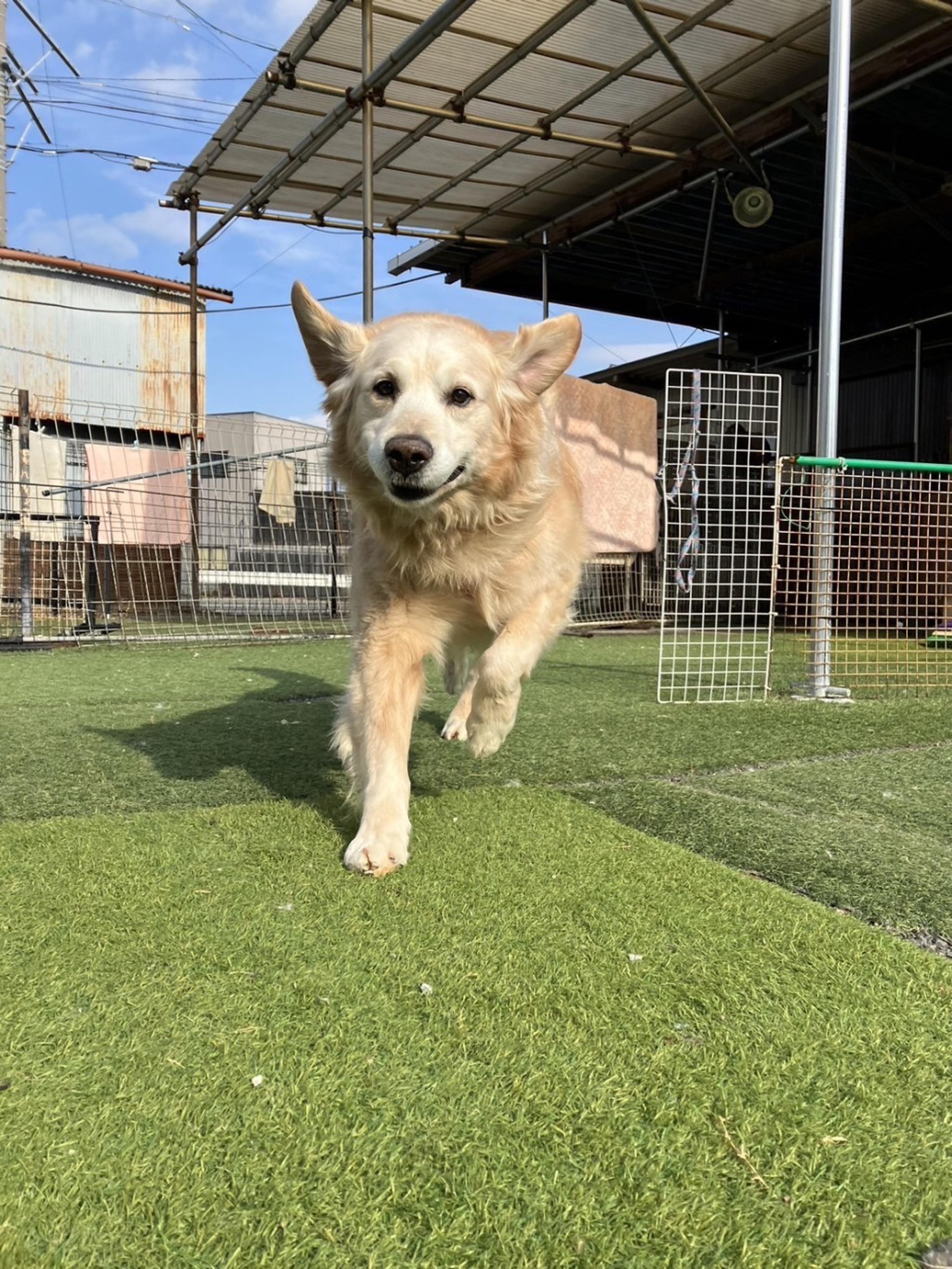 pet-image-2