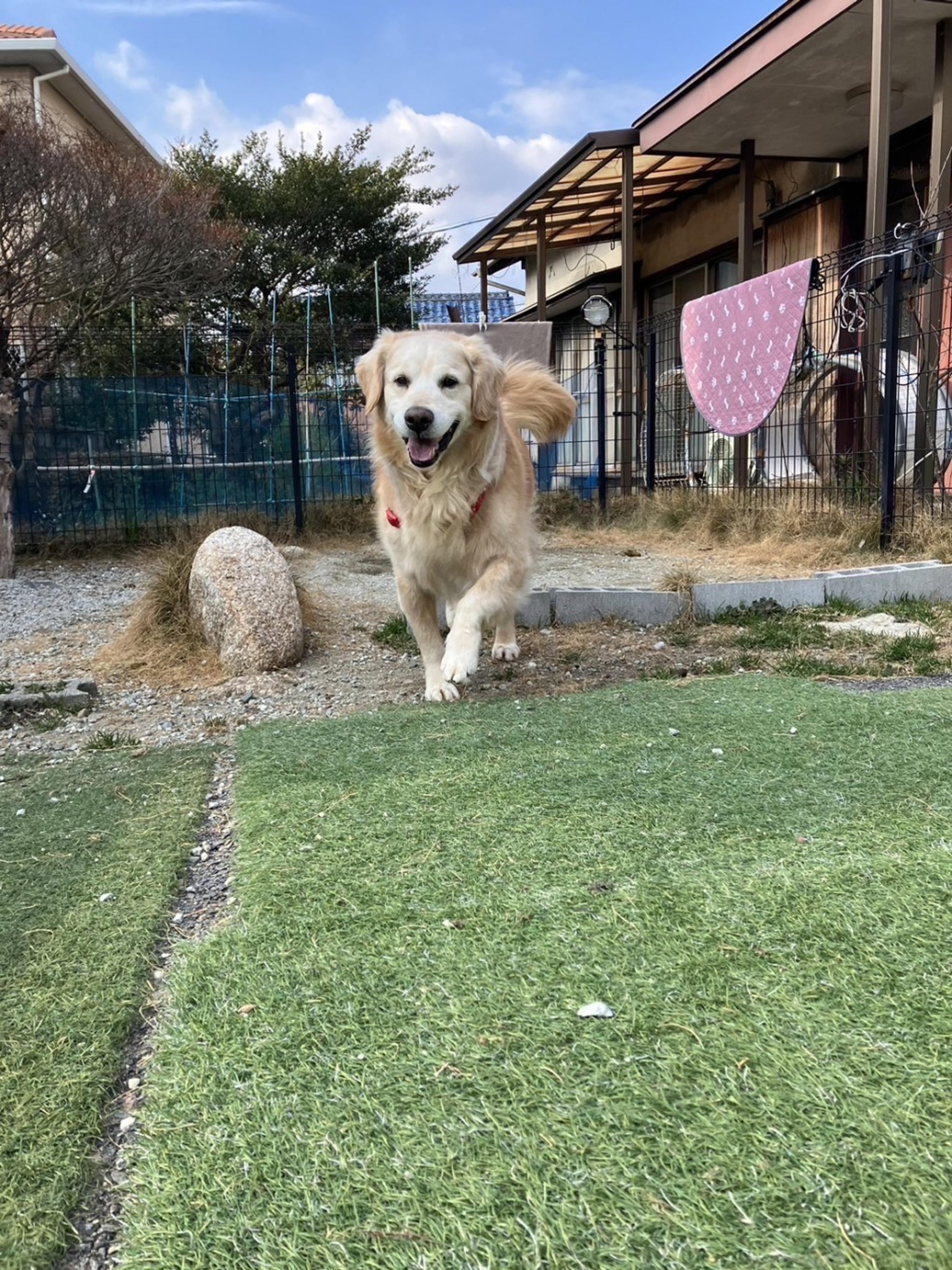 pet-image-4
