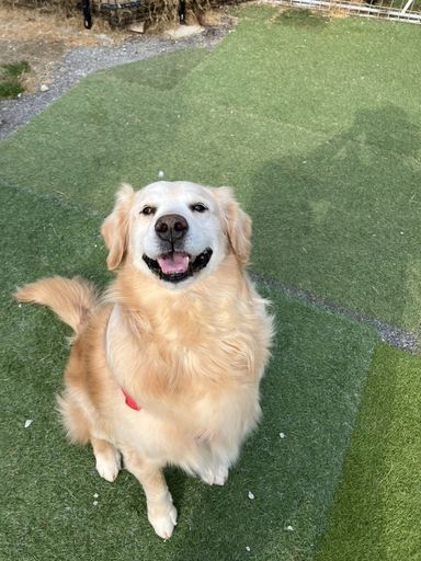 キナ