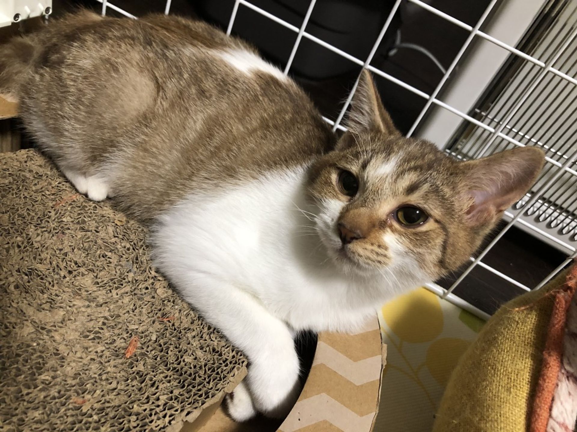 雑種（ミックス猫）・メスの里親募集の写真