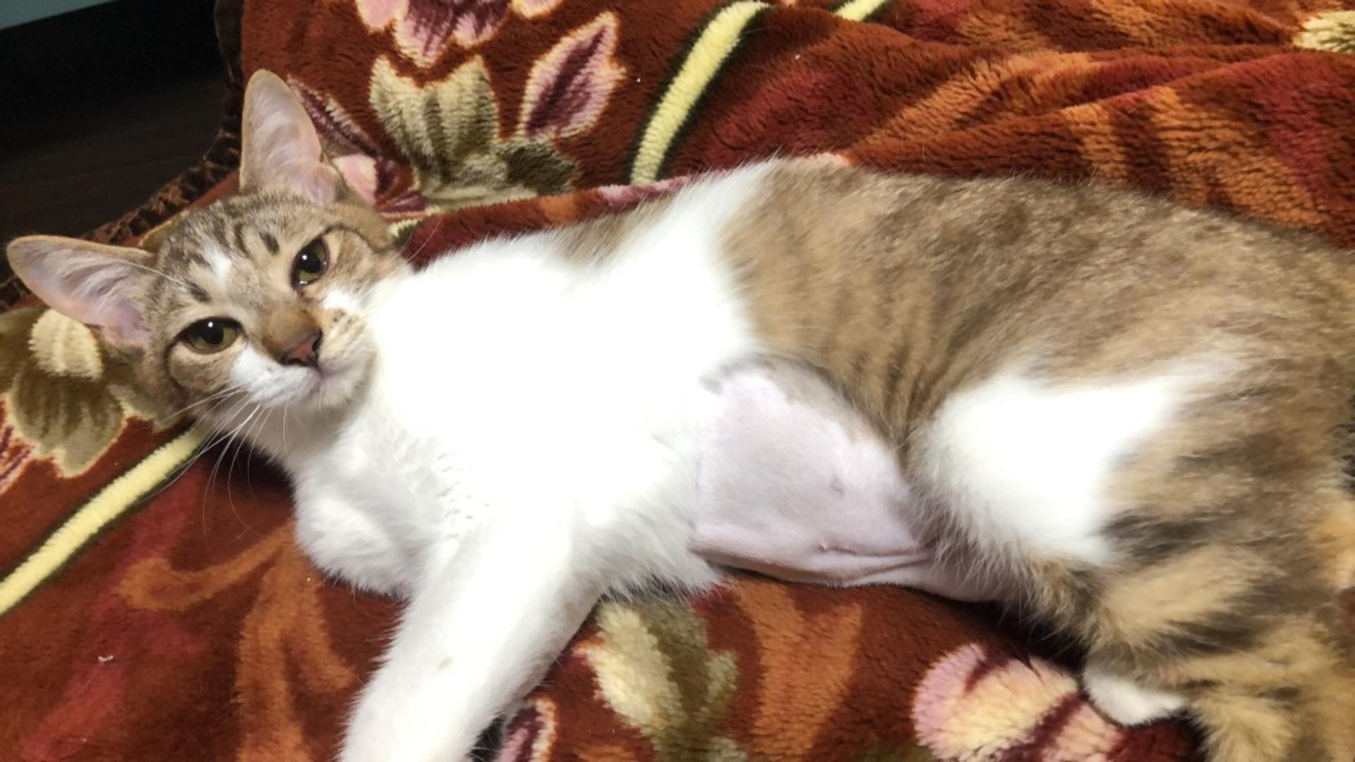 pet-image-3