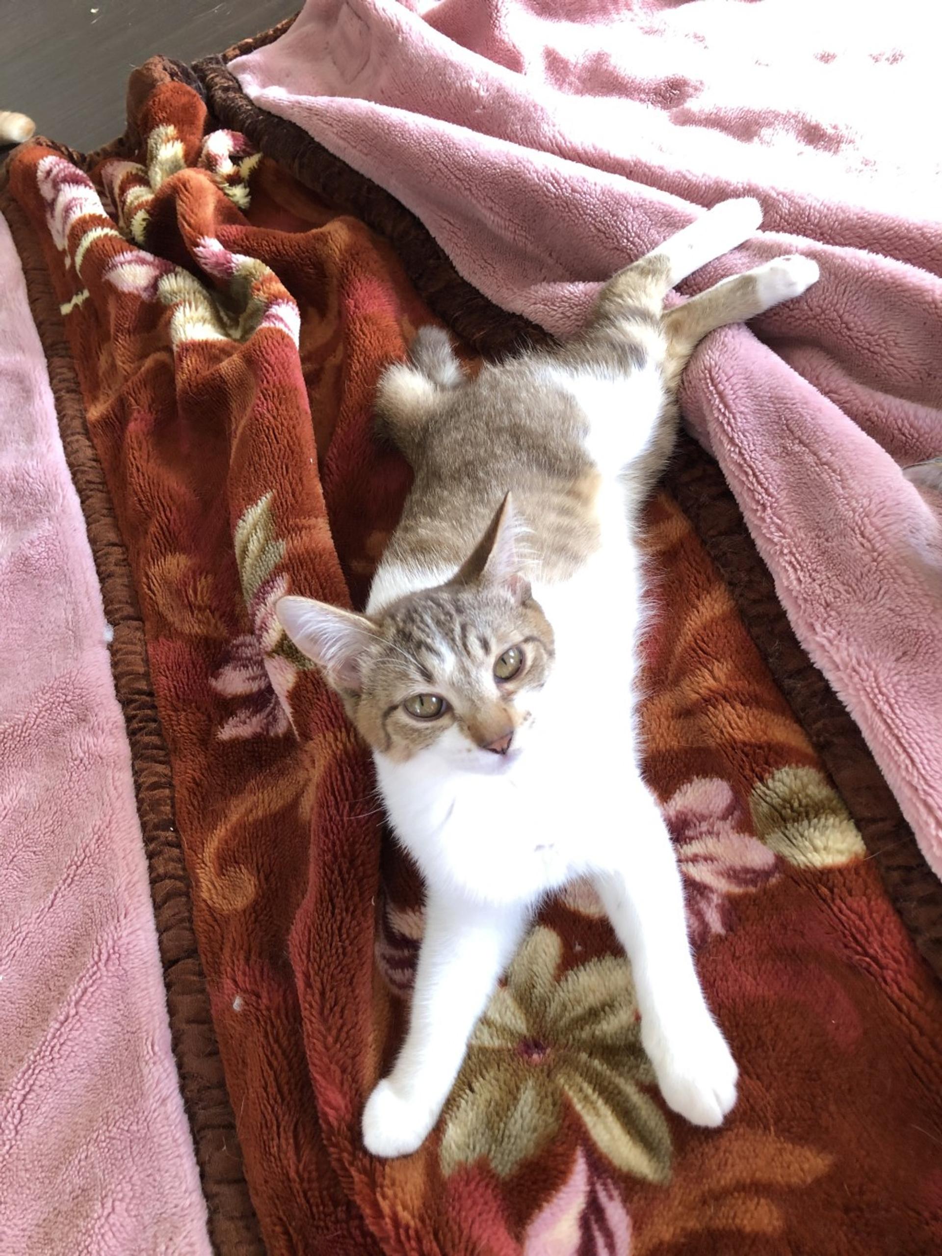 pet-image-4