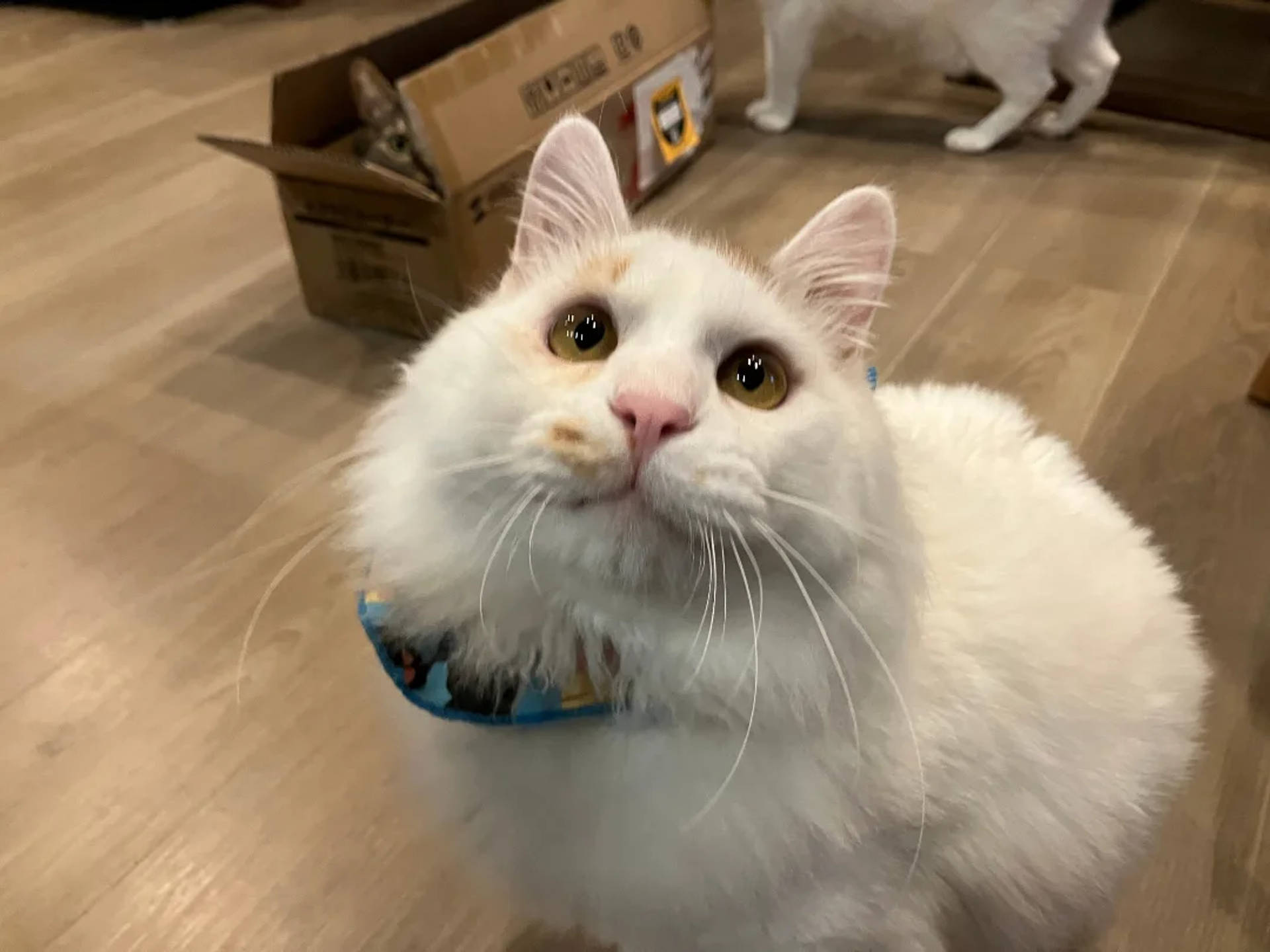 雑種（ミックス猫）・オスの里親募集の写真