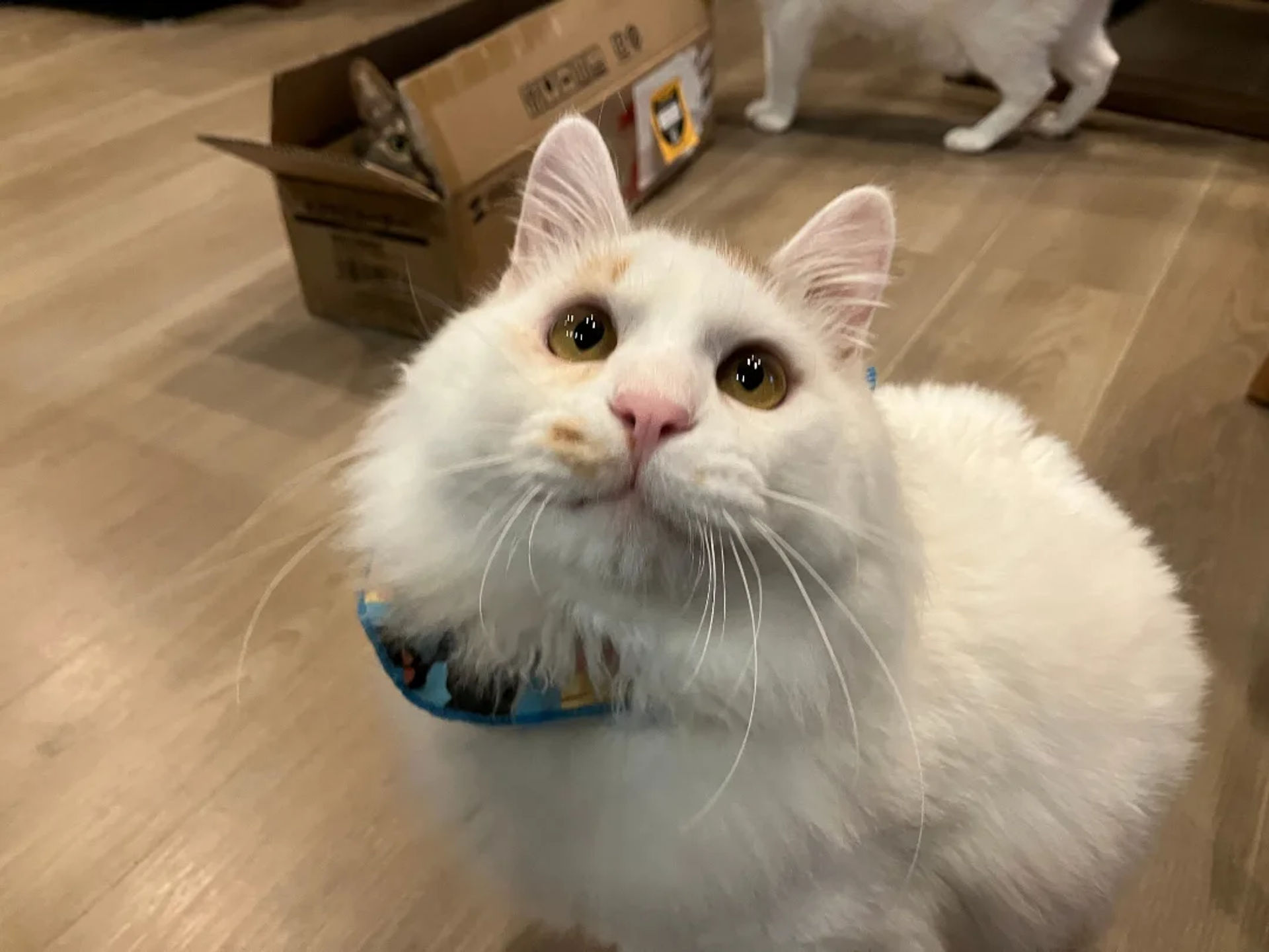 雑種（ミックス猫）・オスの里親募集の写真