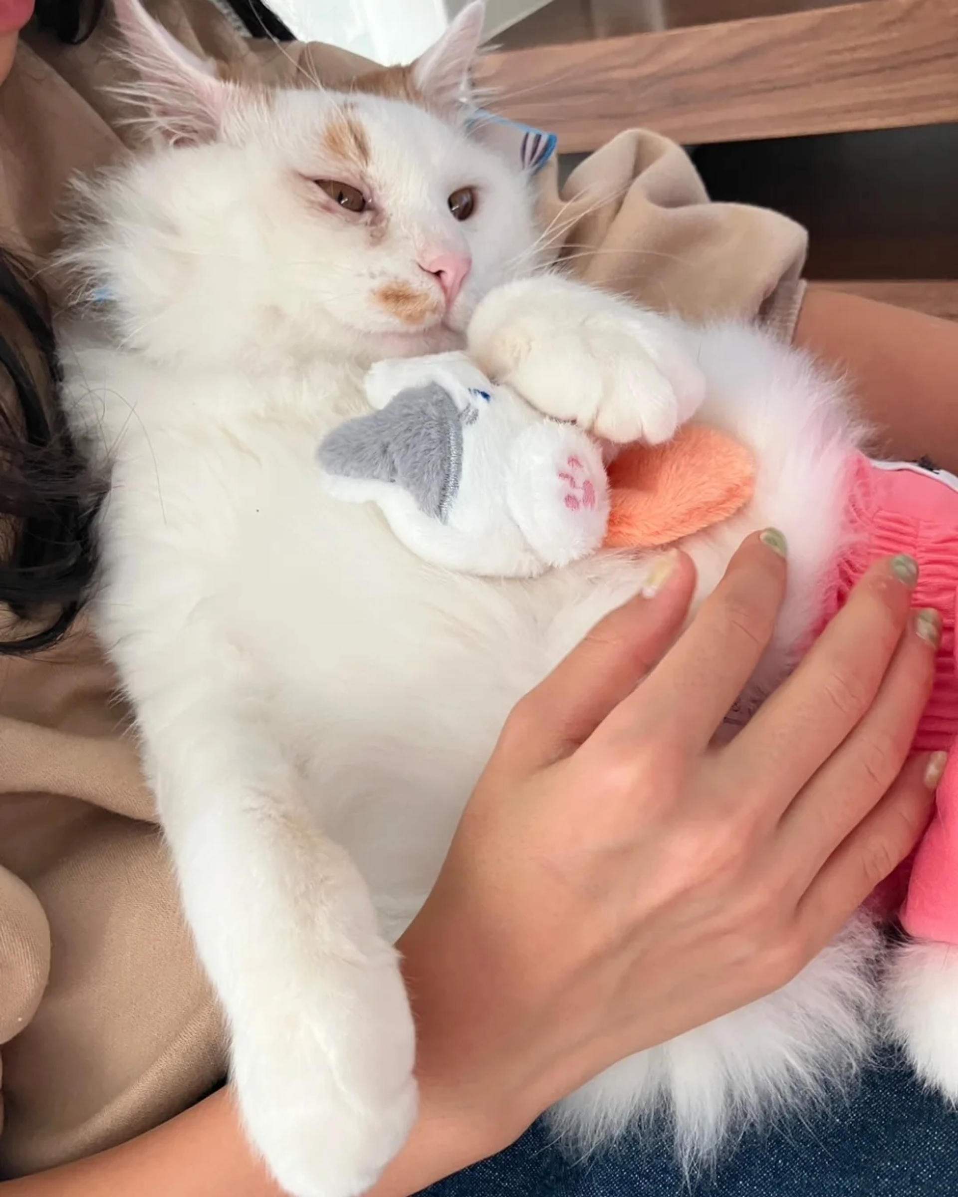 pet-image-2