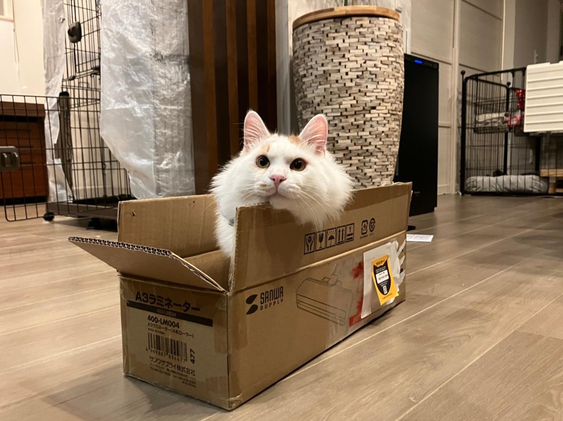 pet-image-4