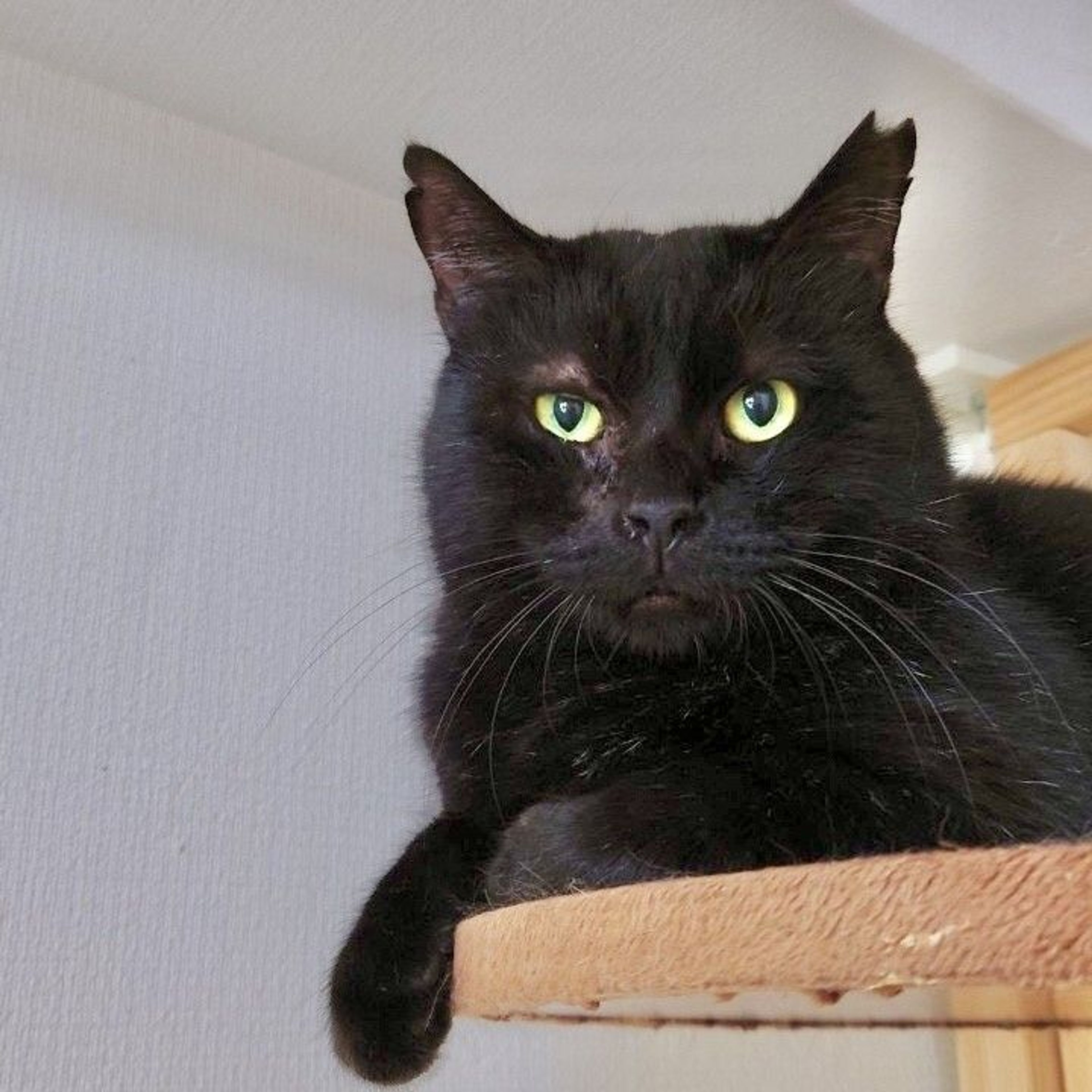 雑種（ミックス猫）・オスの里親募集の写真