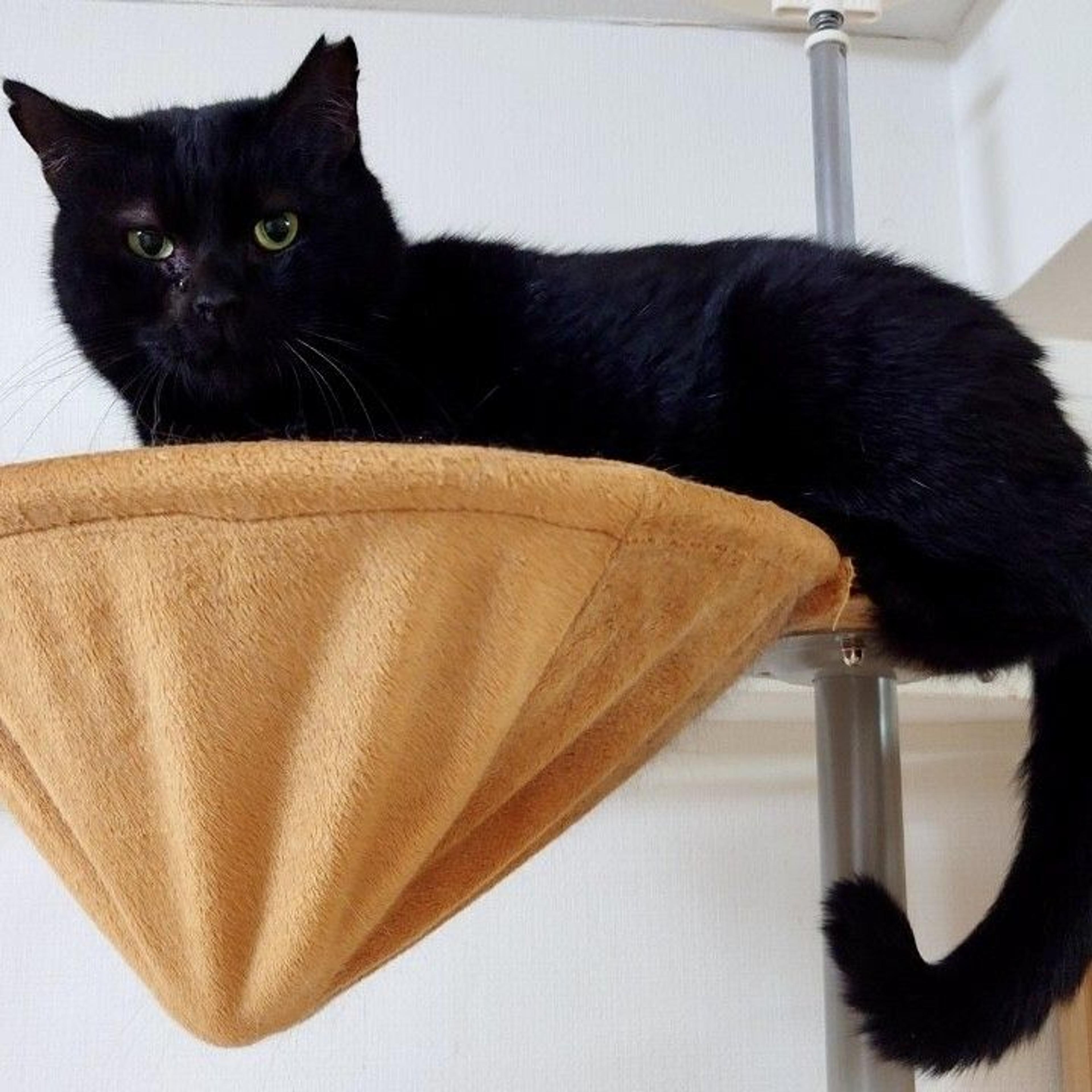 pet-image-2