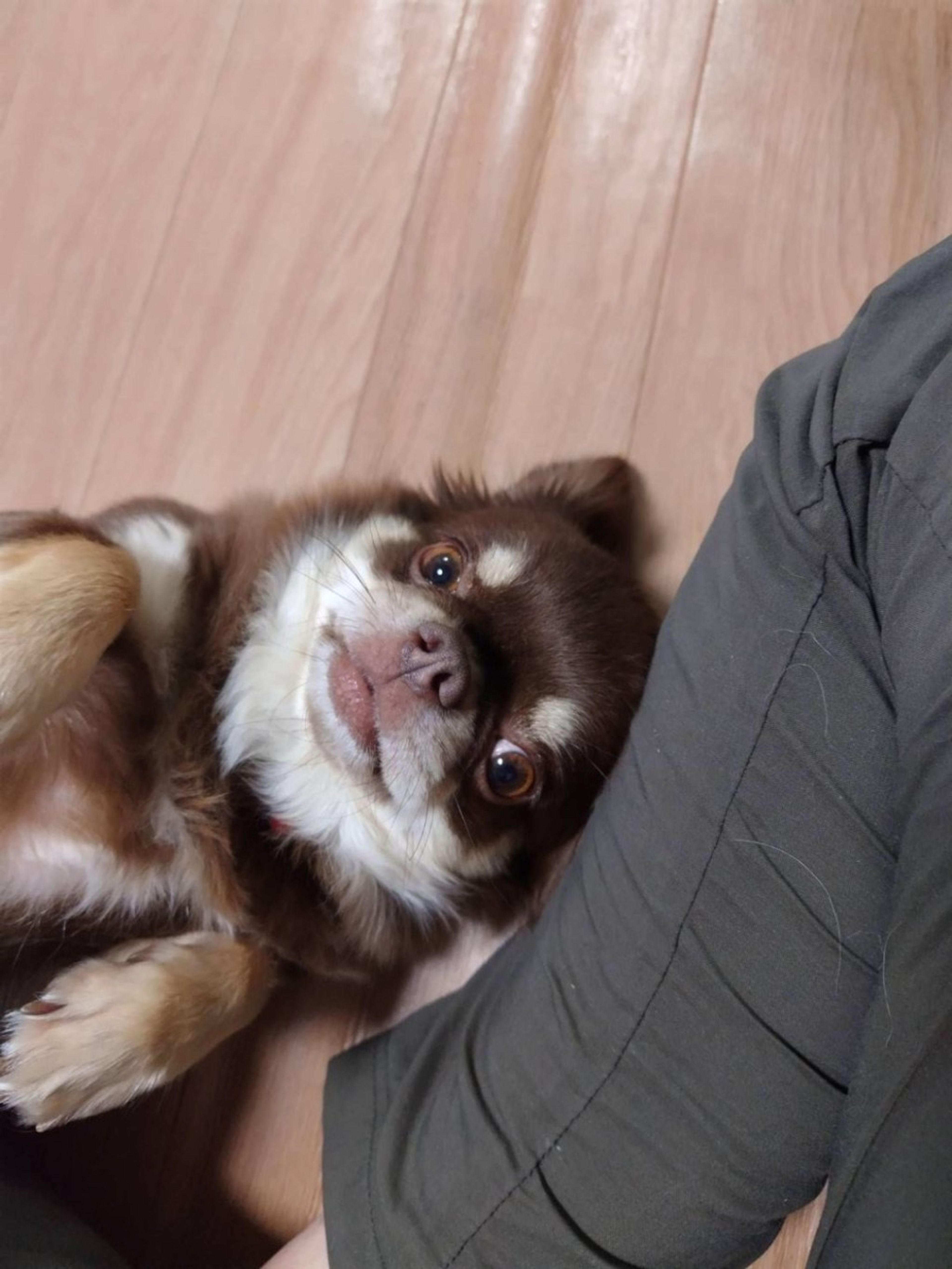 pet-image-3