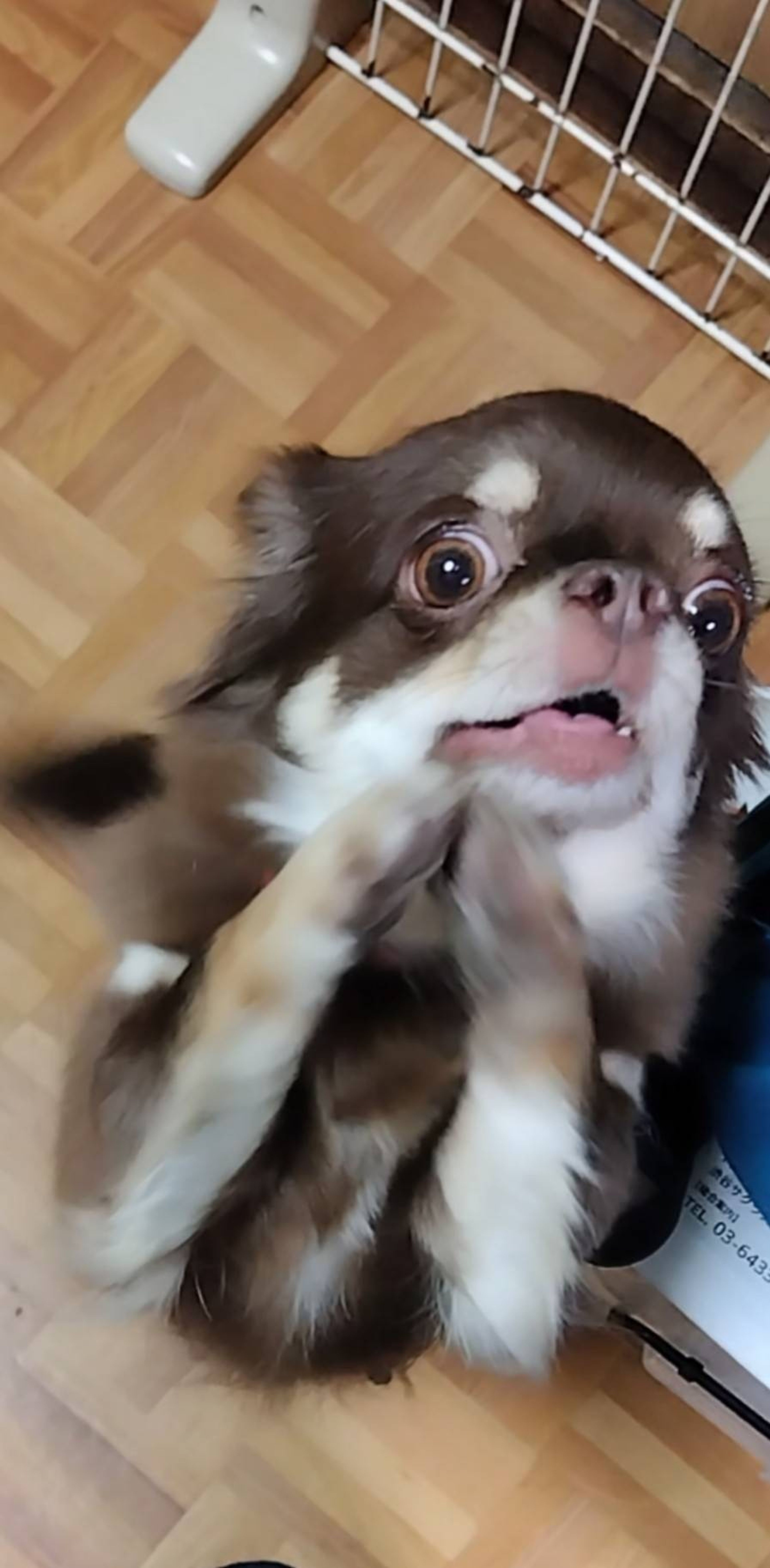 pet-image-4