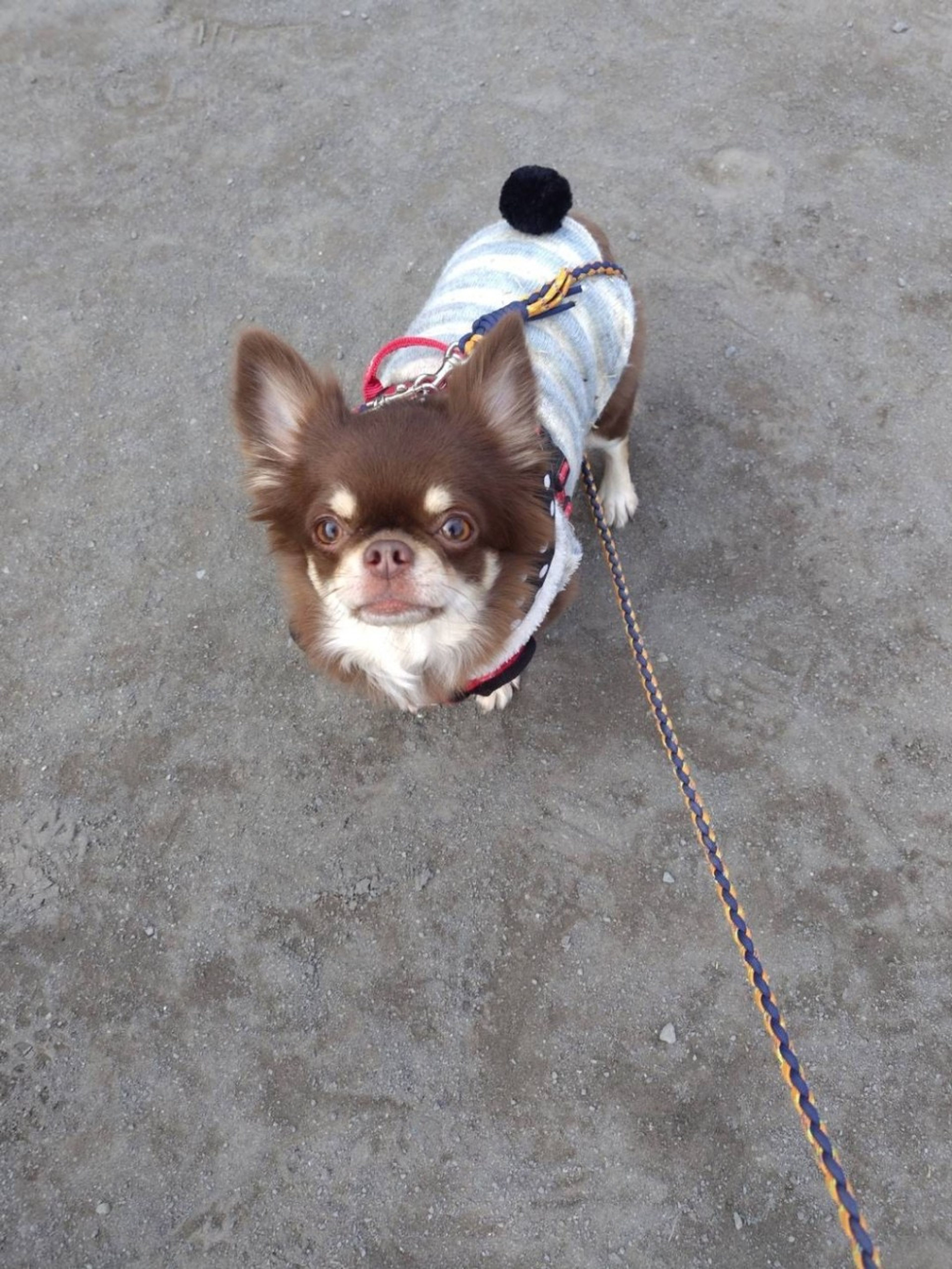 pet-image-5