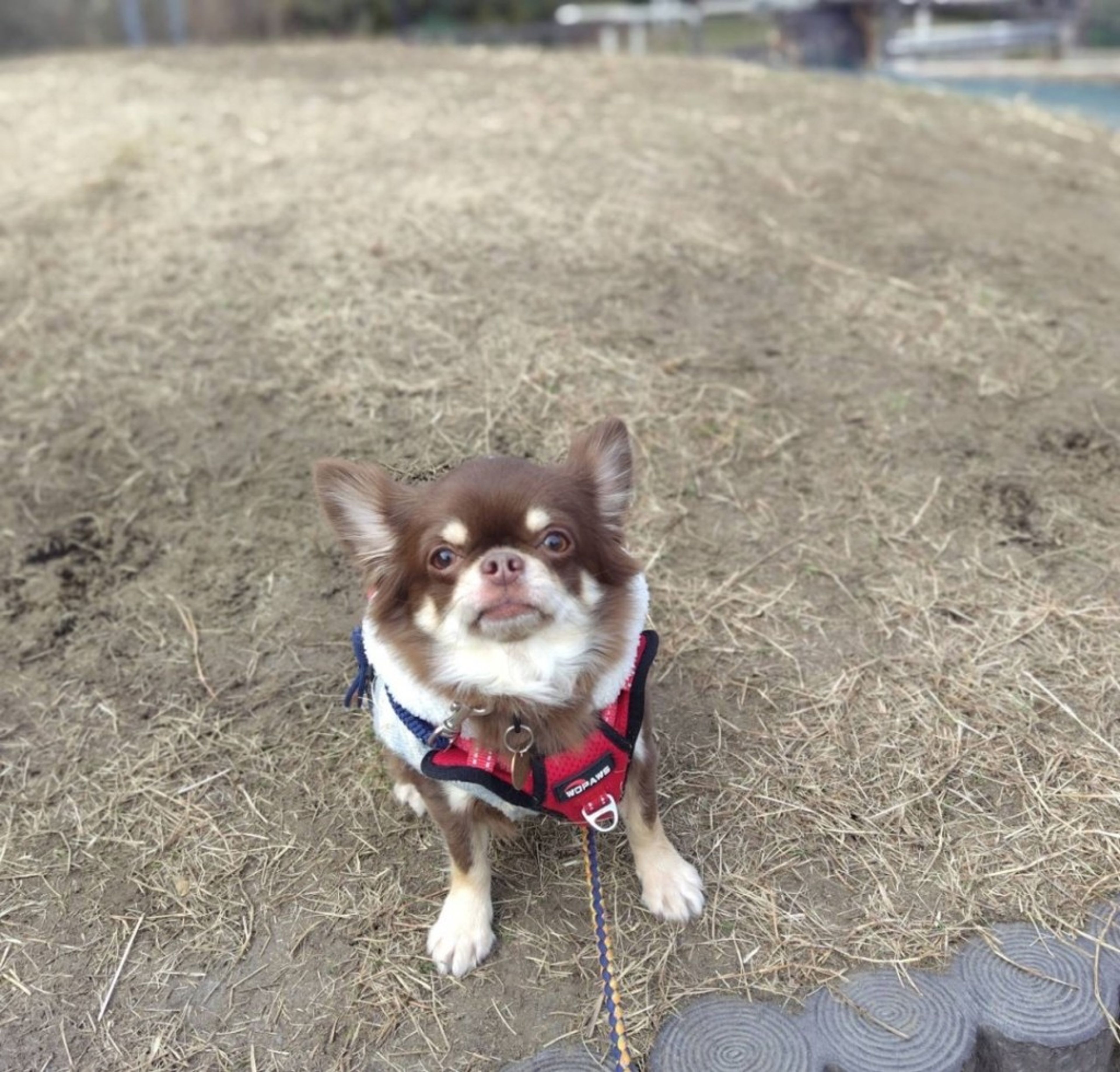 pet-image-6
