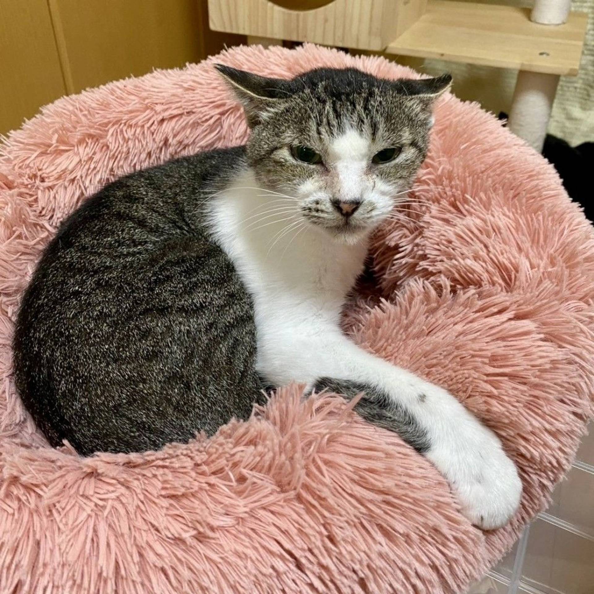 雑種（ミックス猫）・オスの里親募集の写真