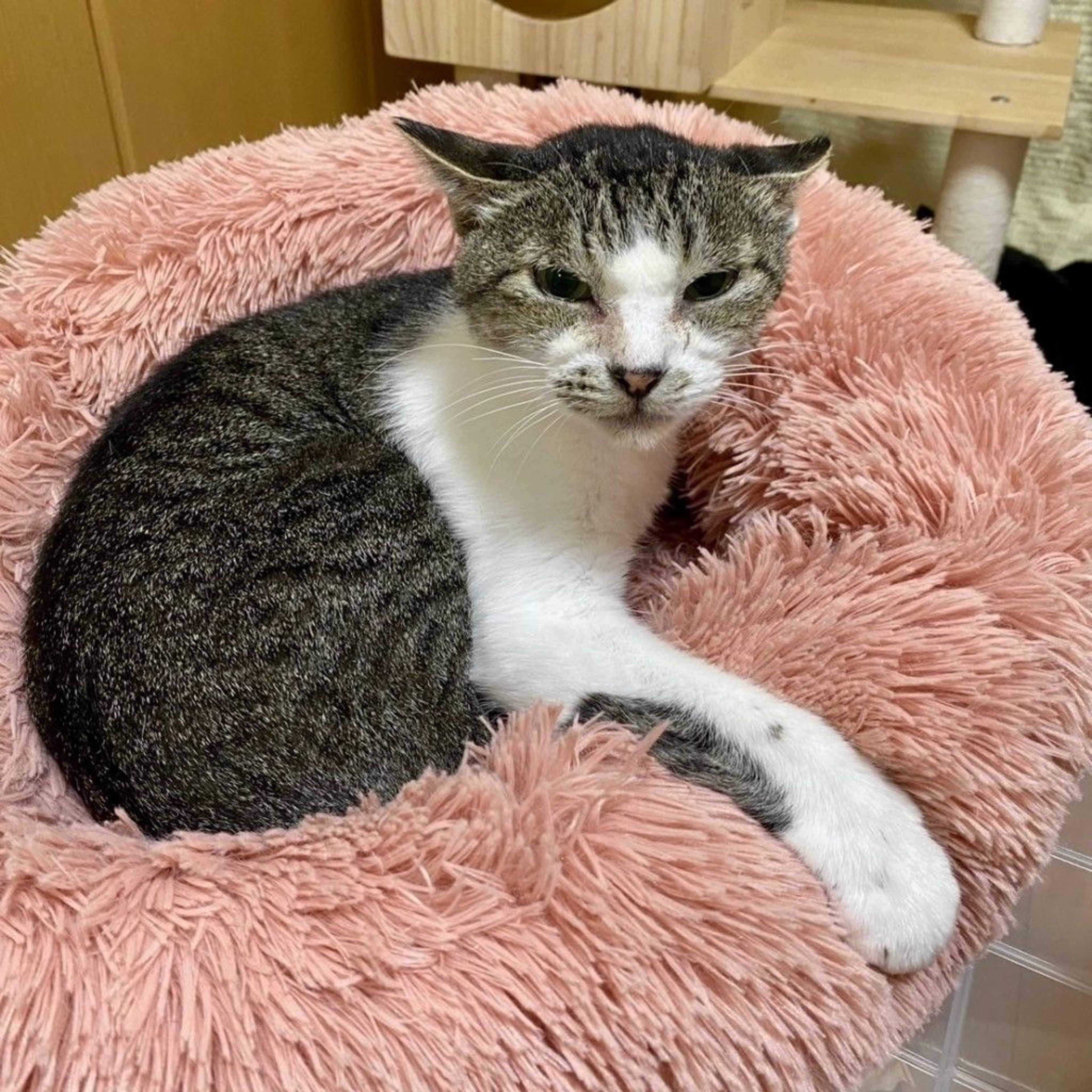 雑種（ミックス猫）・オスの里親募集の写真