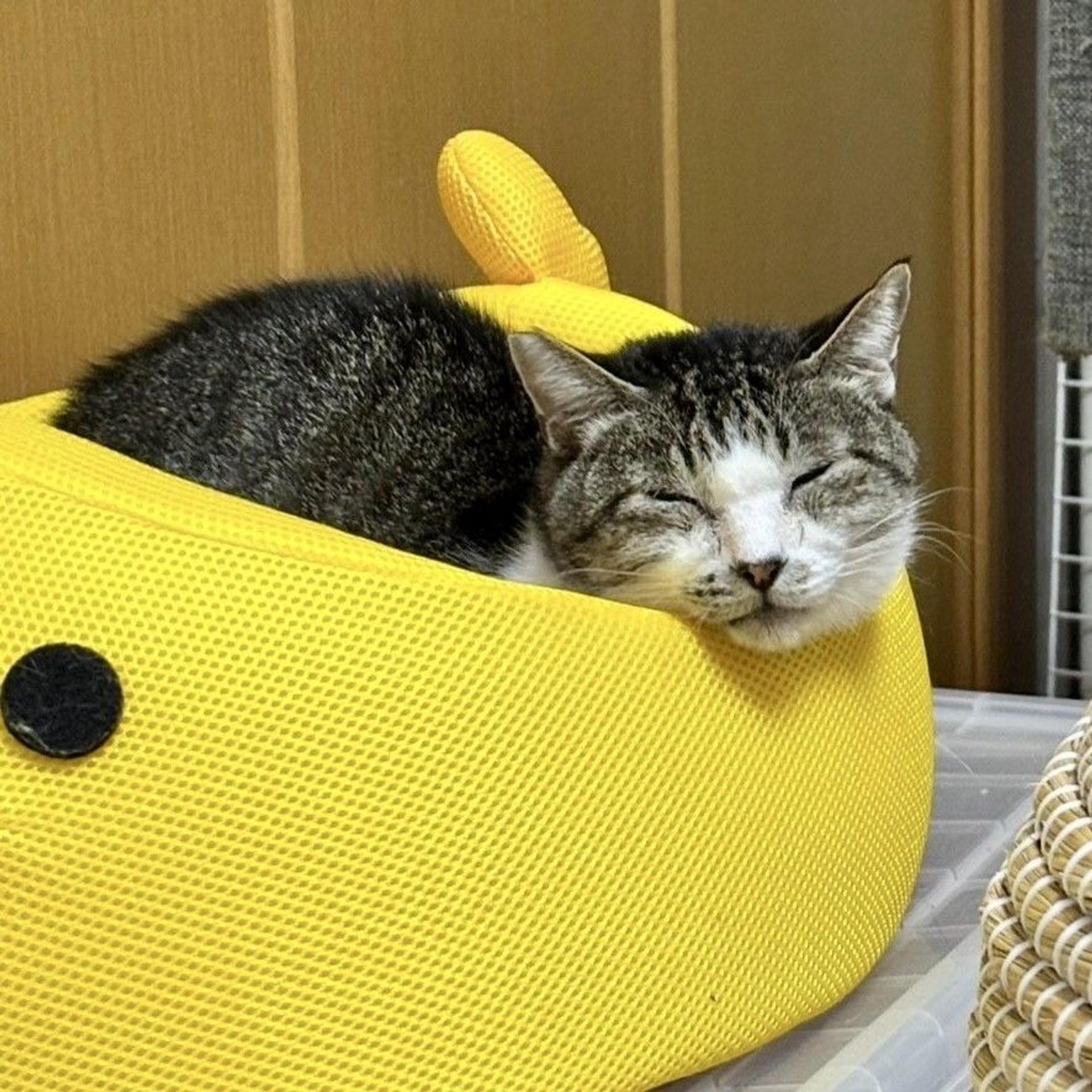 pet-image-4