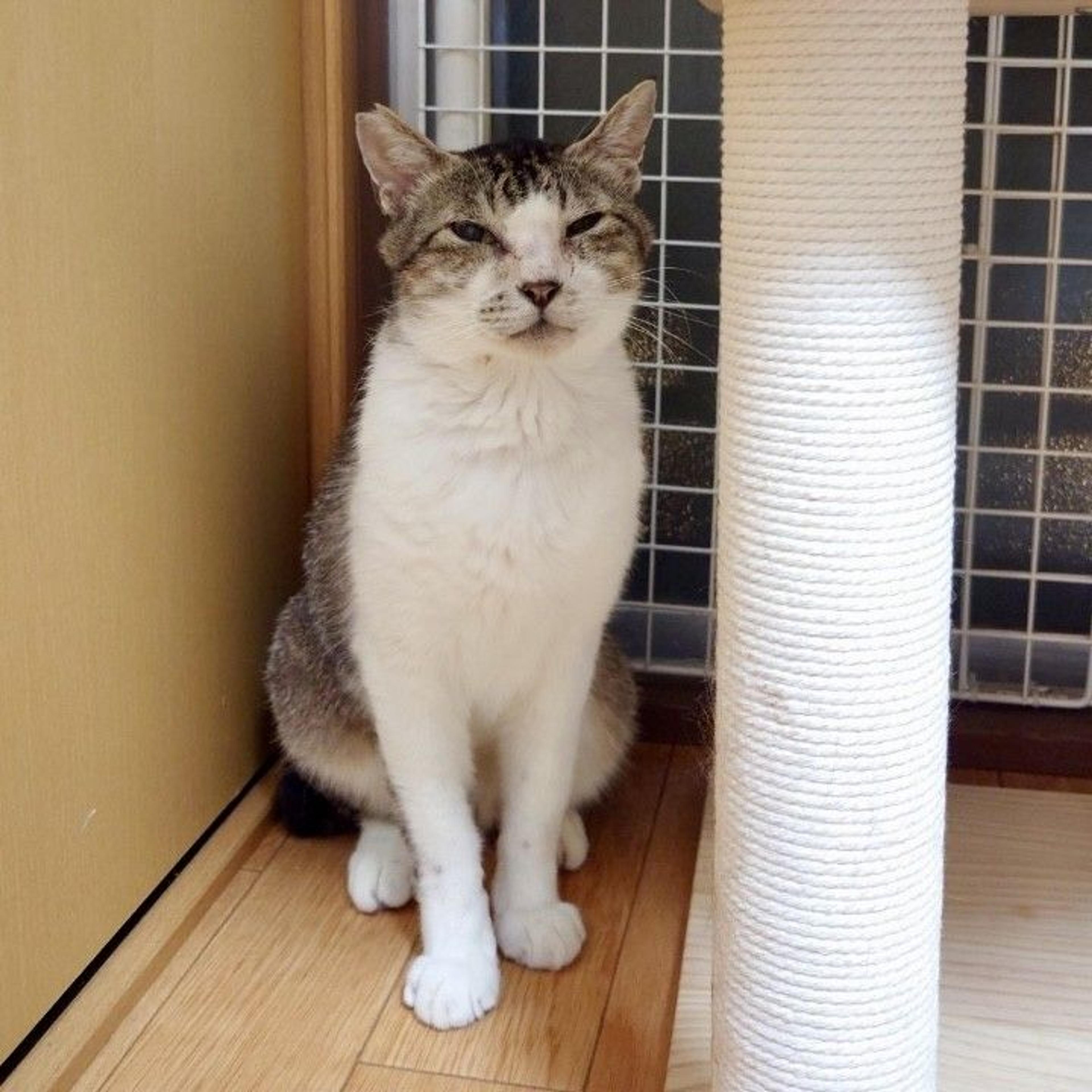 pet-image-8