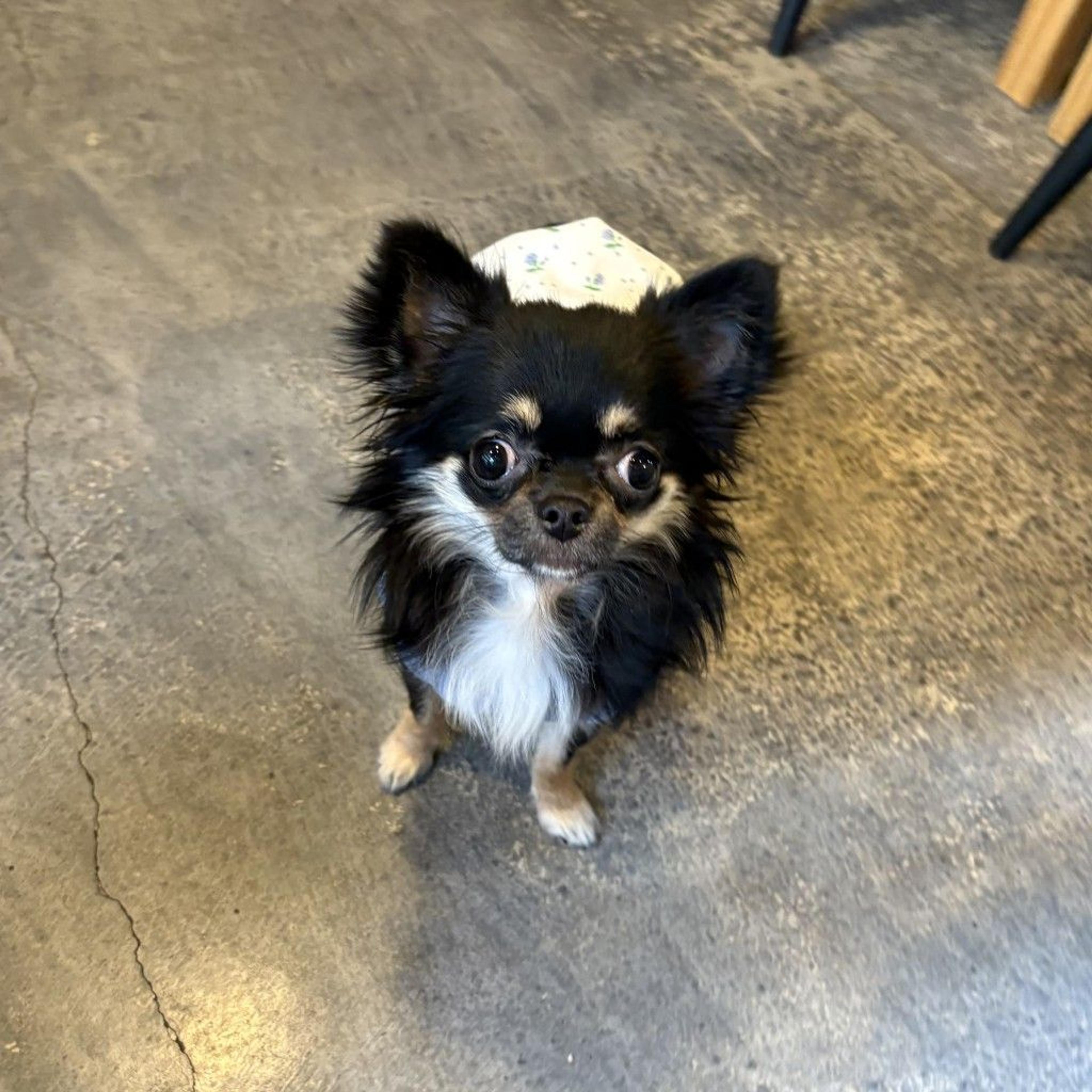 pet-image-4