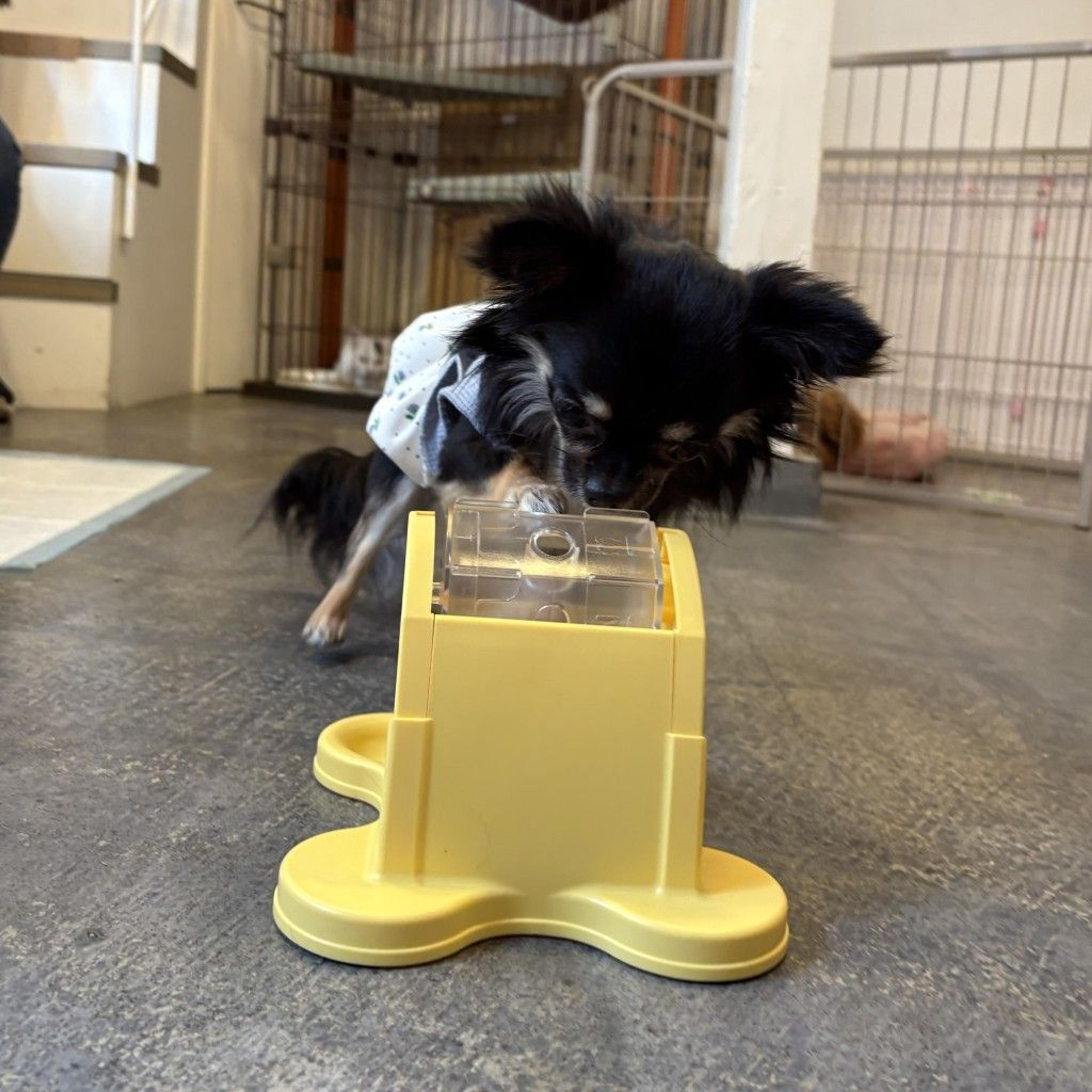pet-image-5