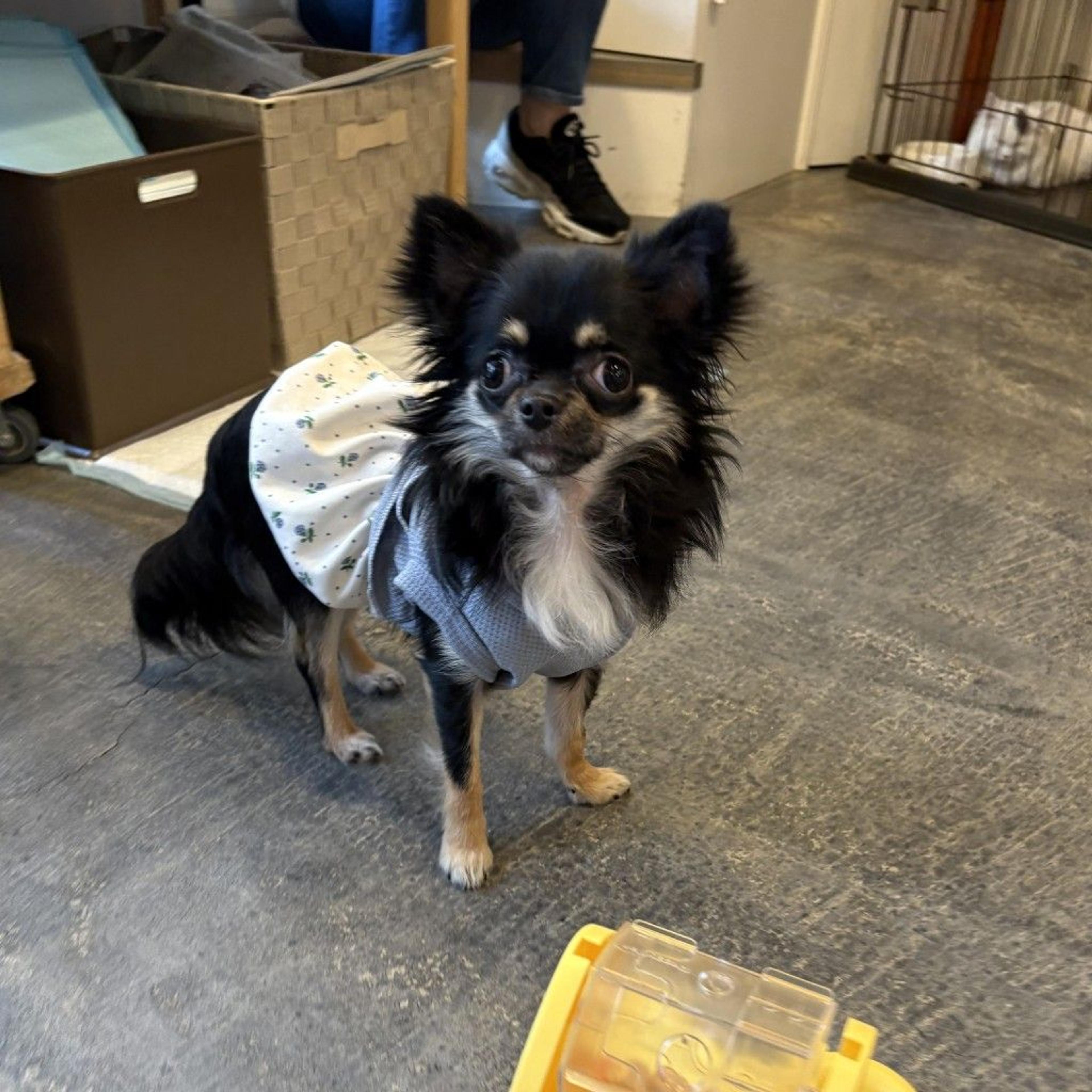 pet-image-3