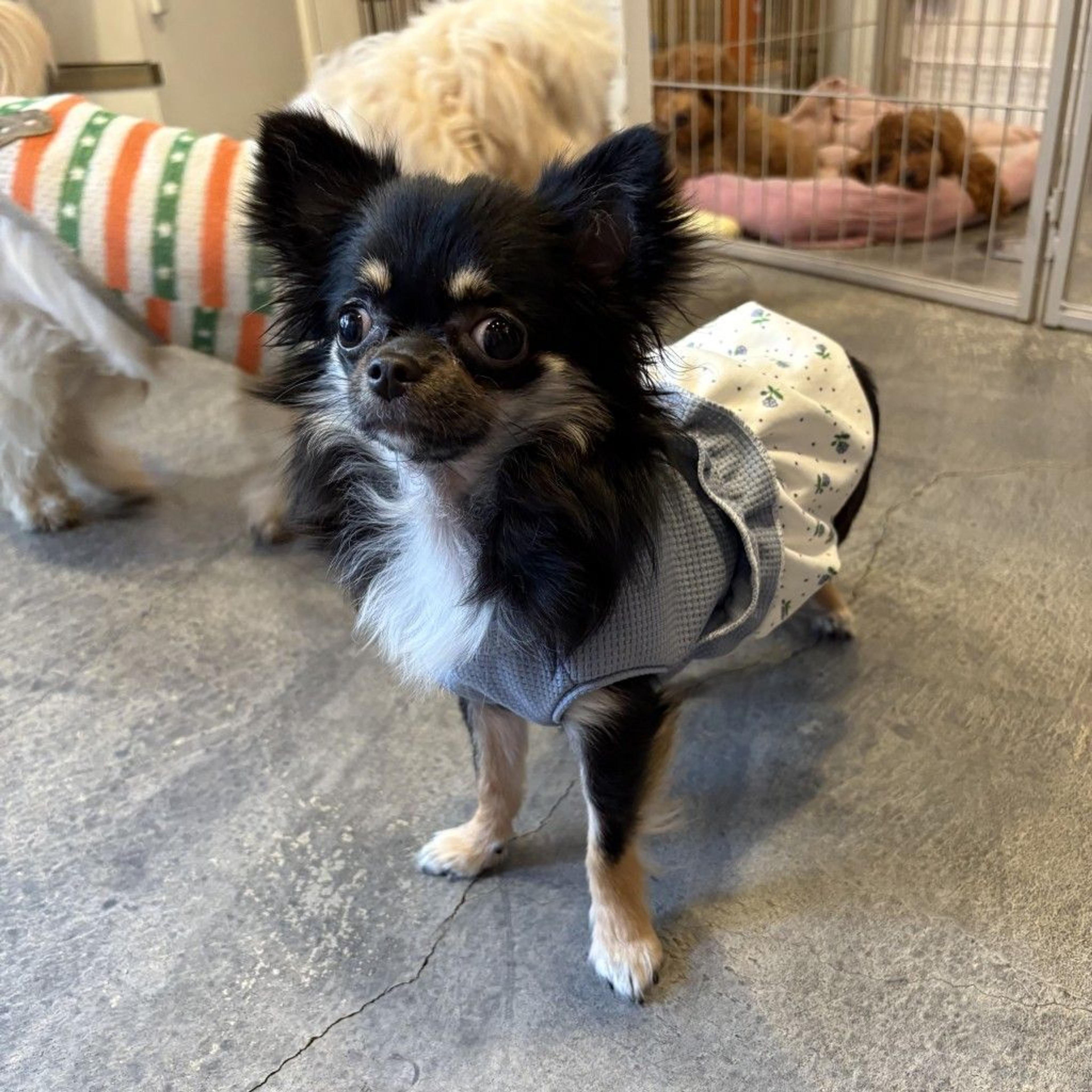 pet-image-2