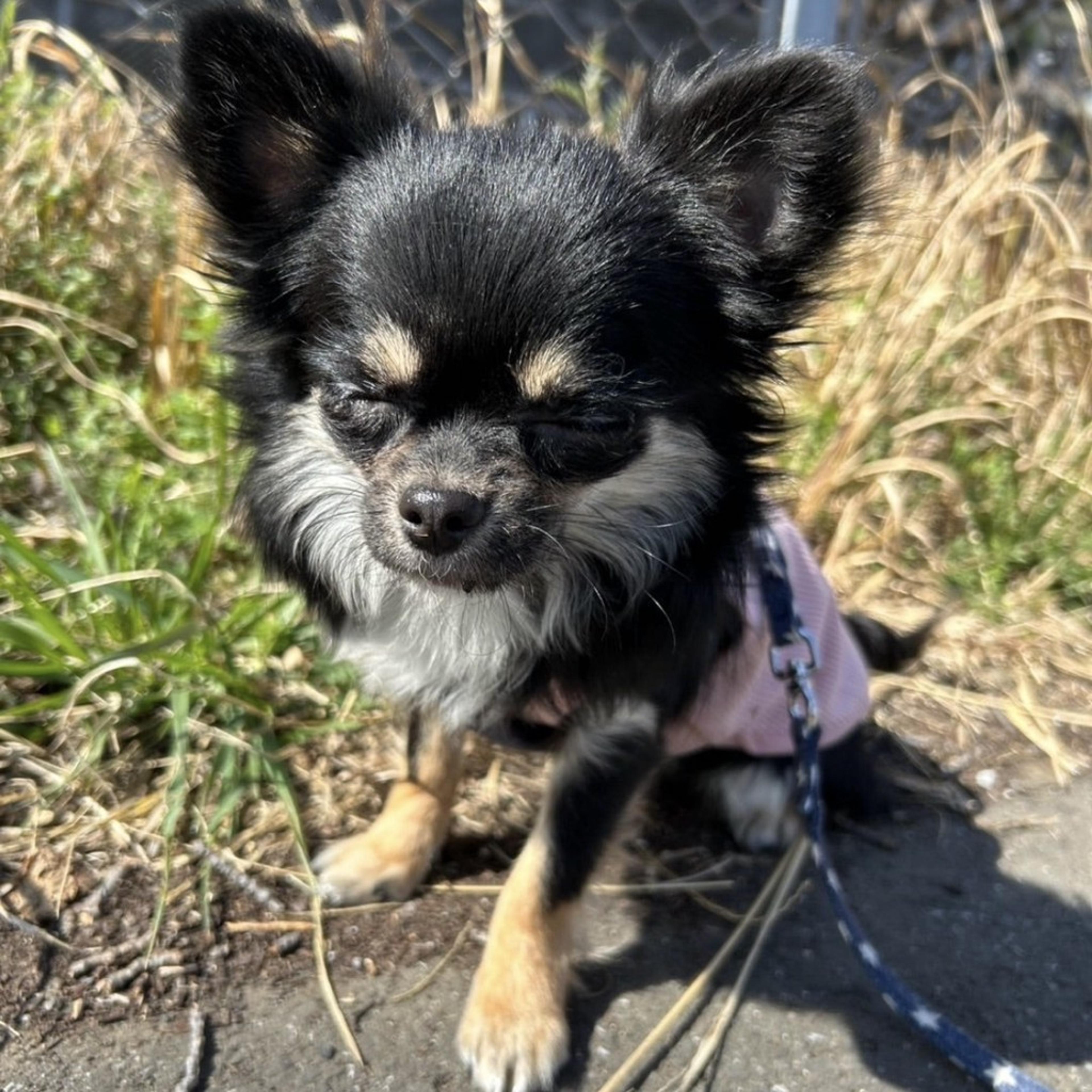 pet-image-8