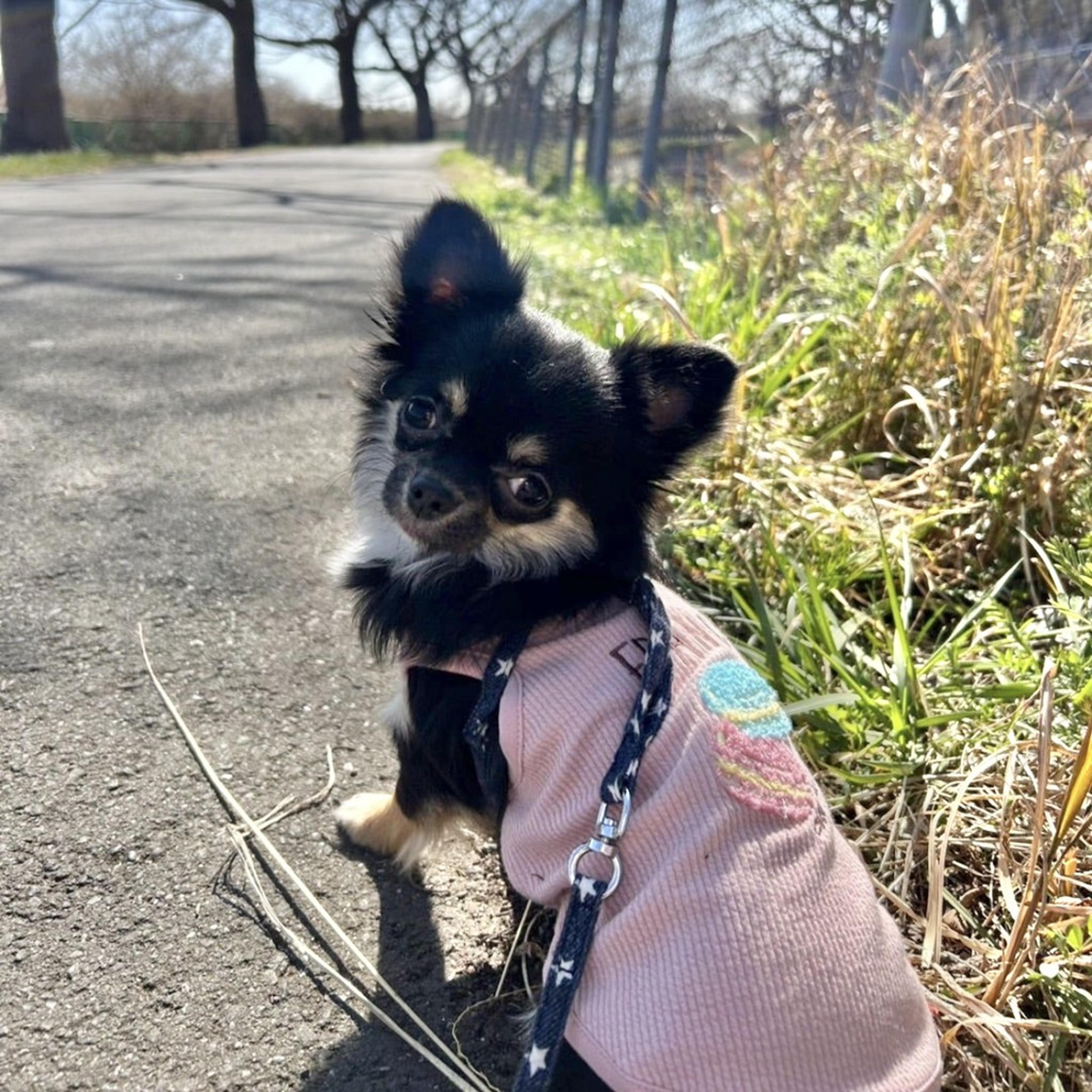 pet-image-7