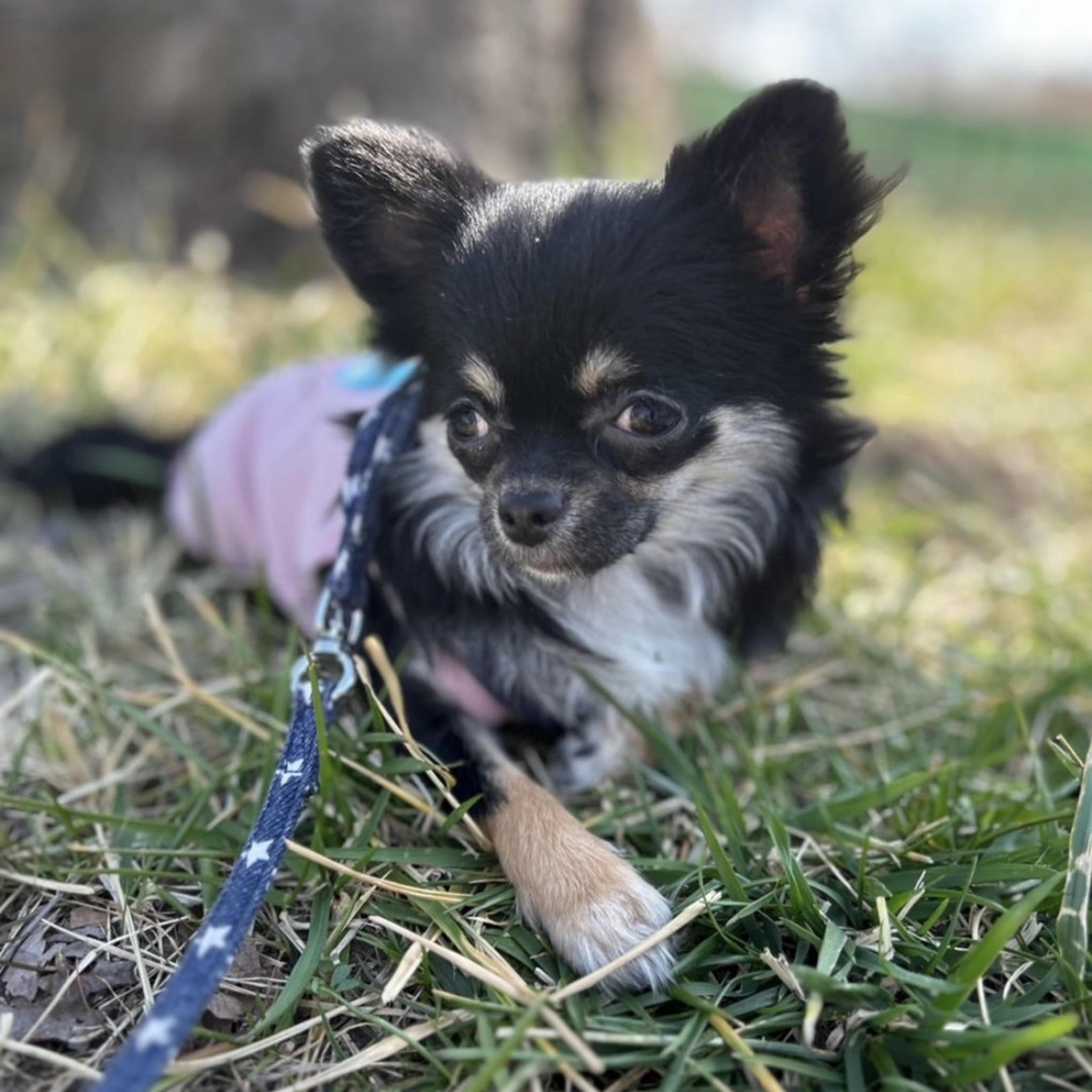 pet-image-9