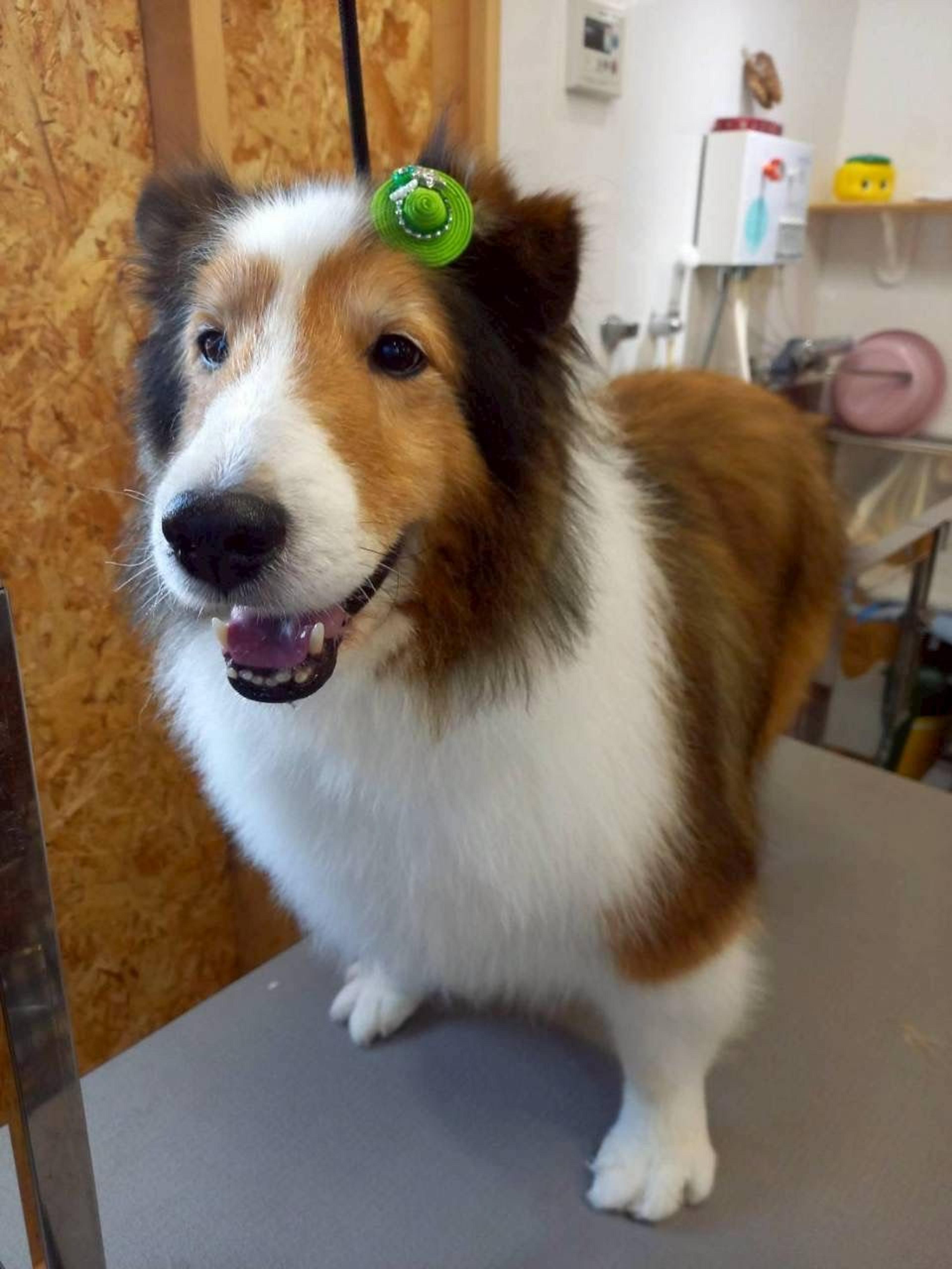pet-image-2