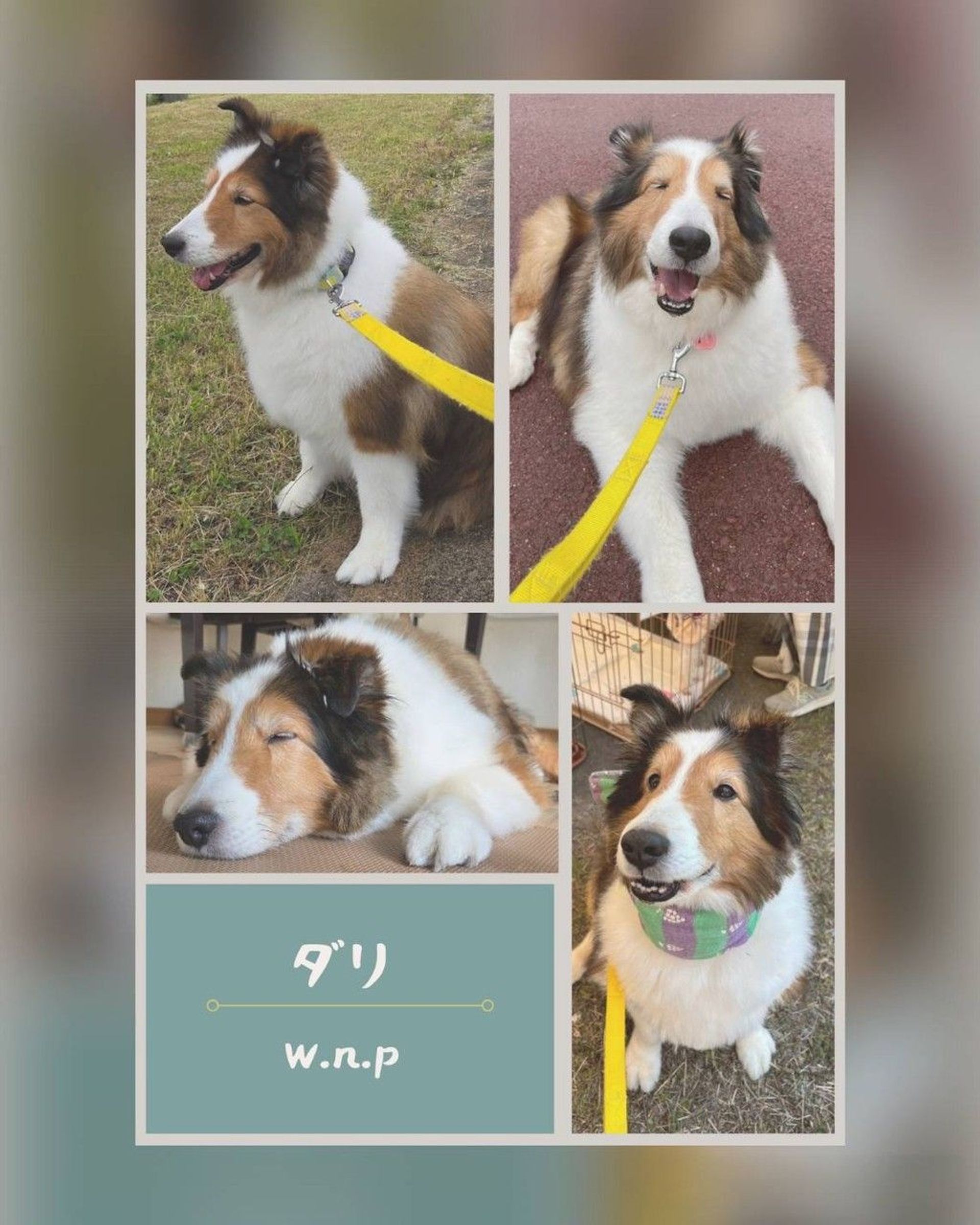 シェットランド・シープドッグ・オスの里親募集の写真