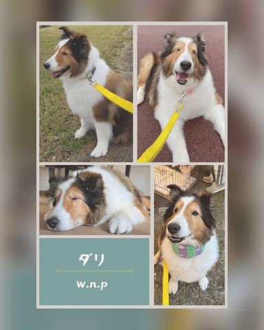 ダリ