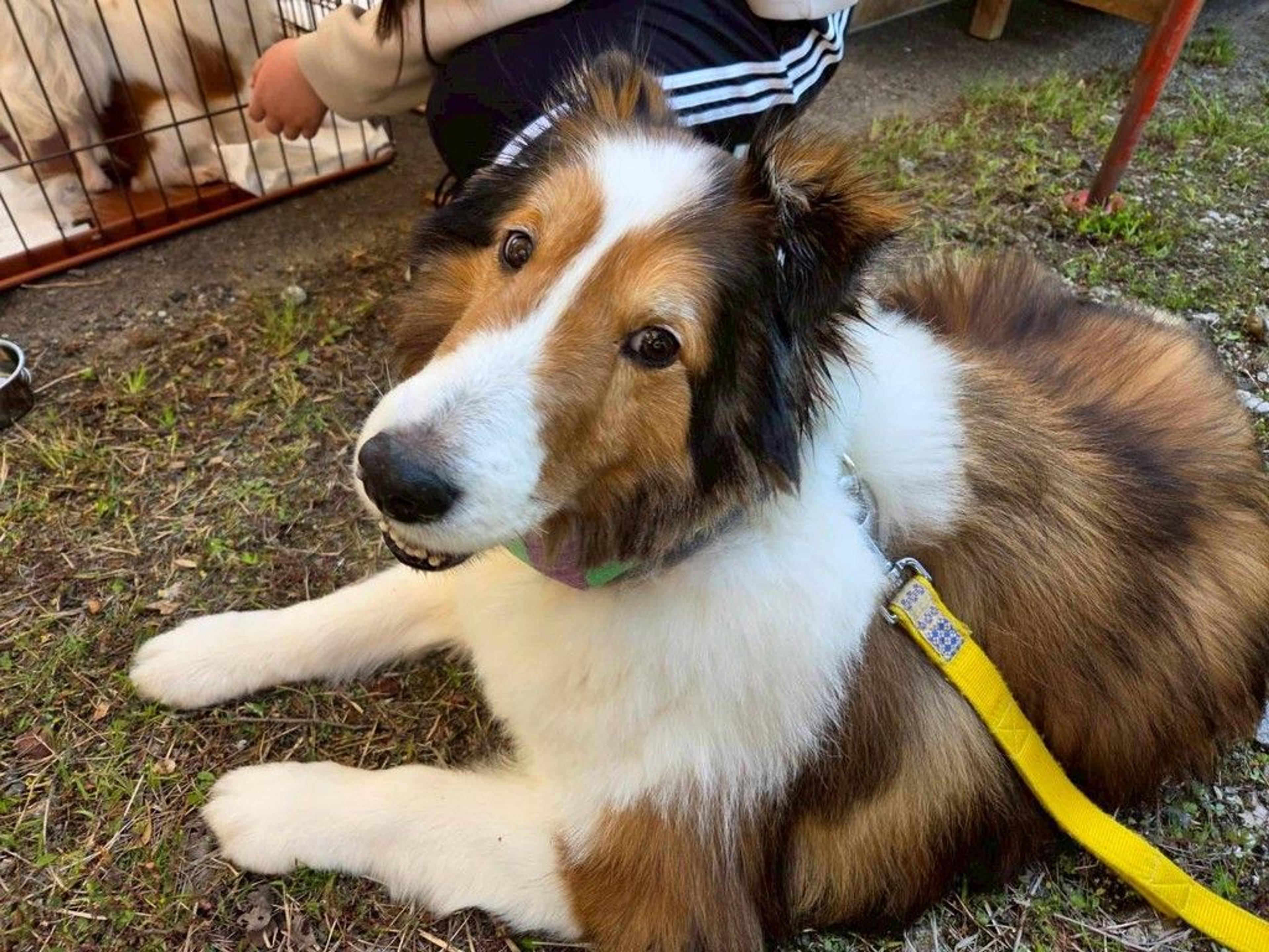pet-image-6