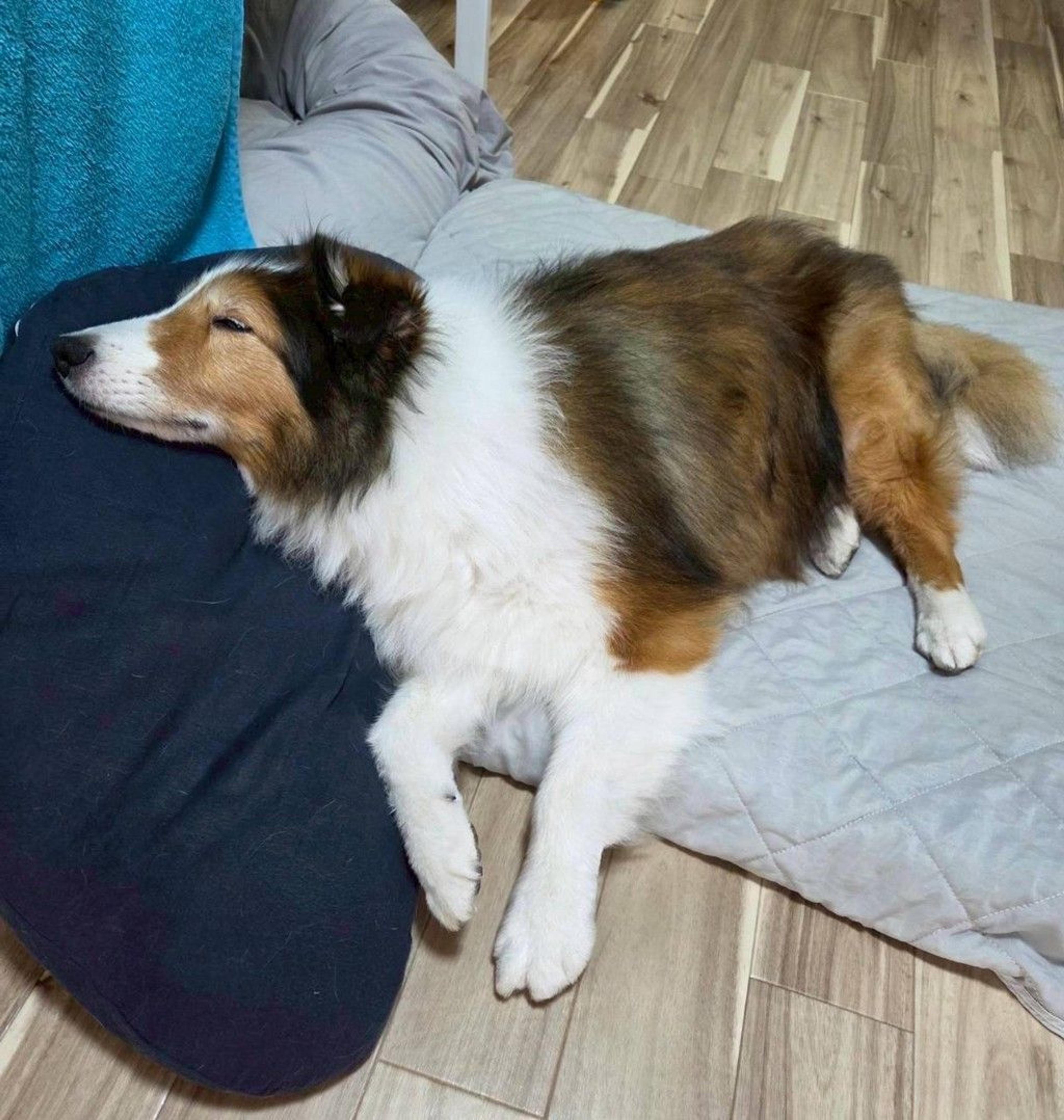 pet-image-4