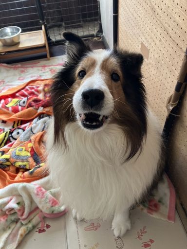 ダリ