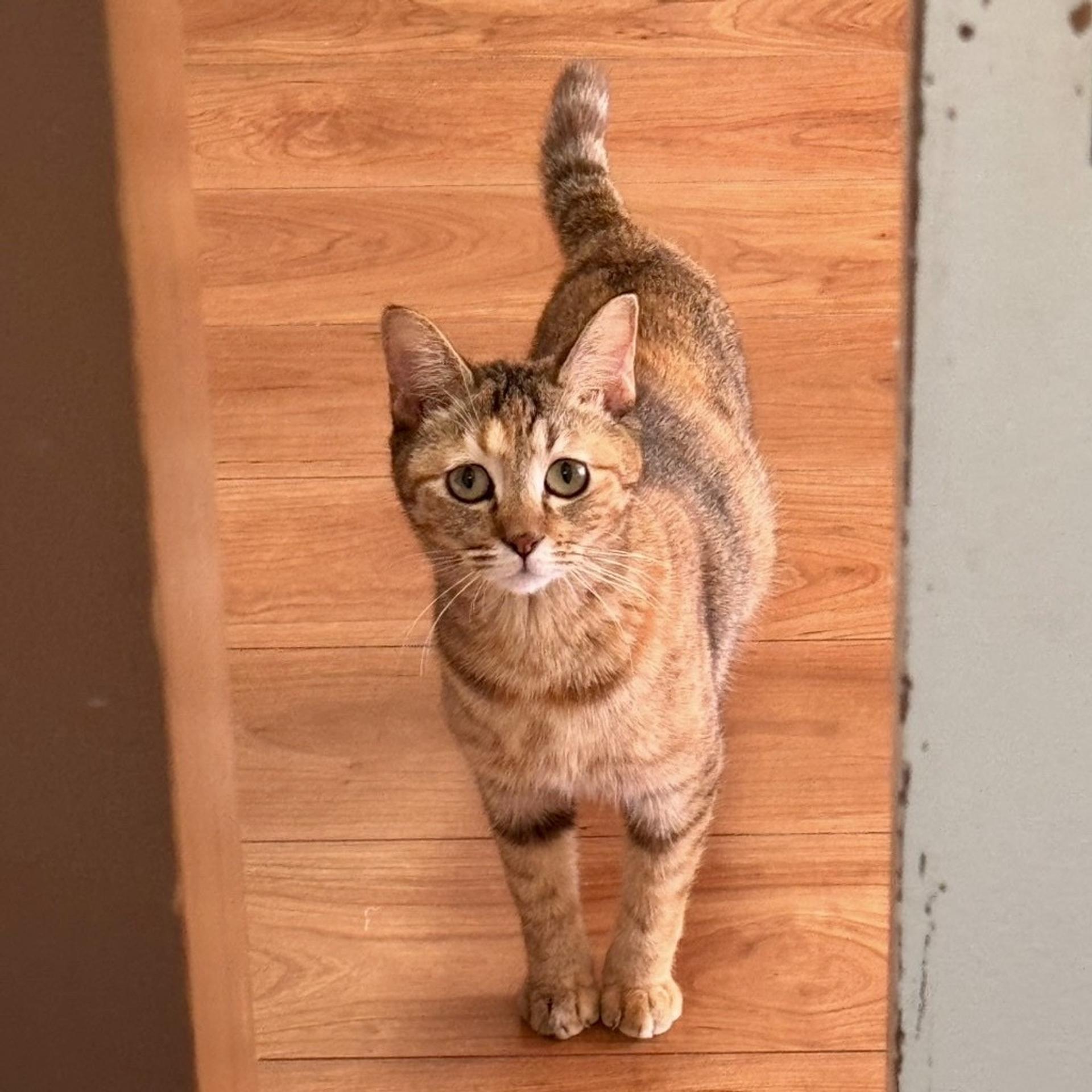 pet-image-4
