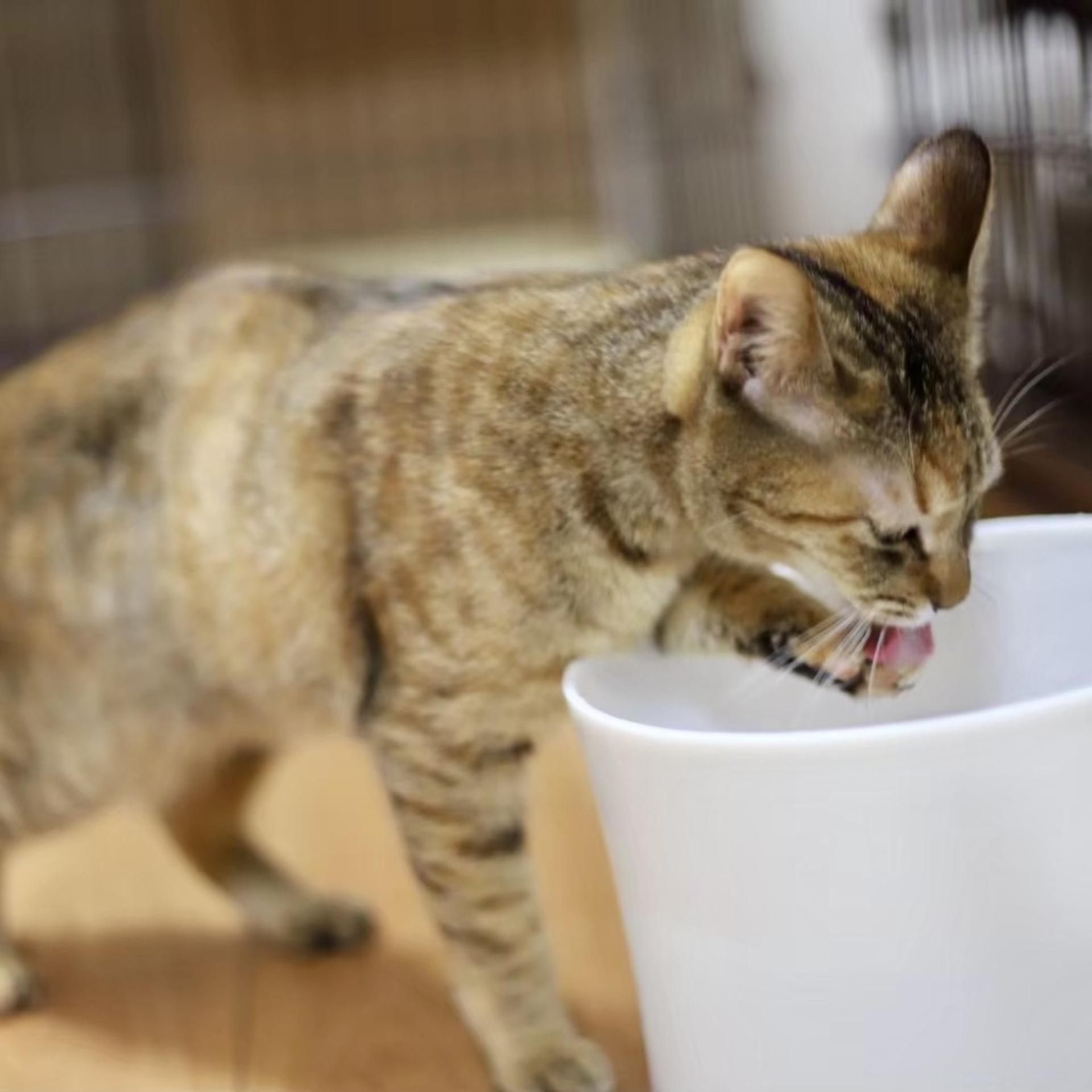 pet-image-5