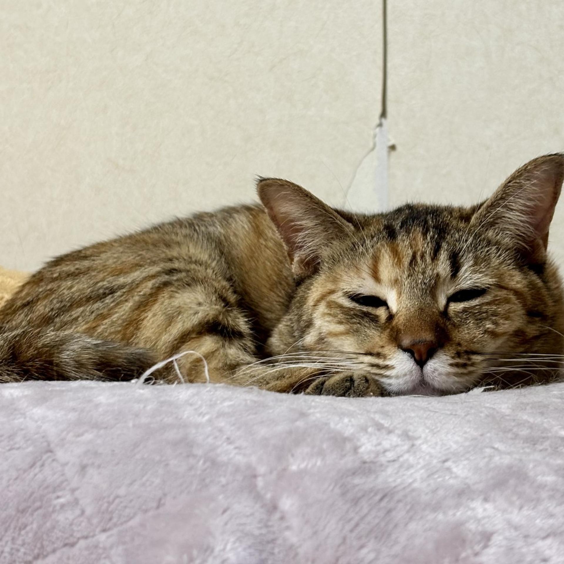 pet-image-6