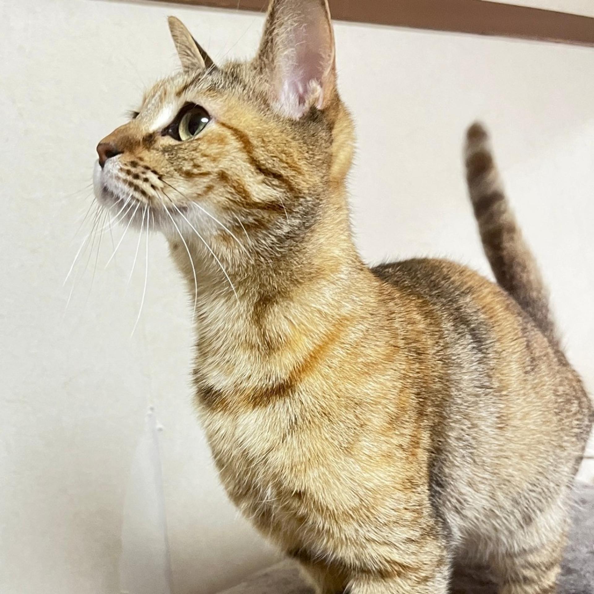 pet-image-3