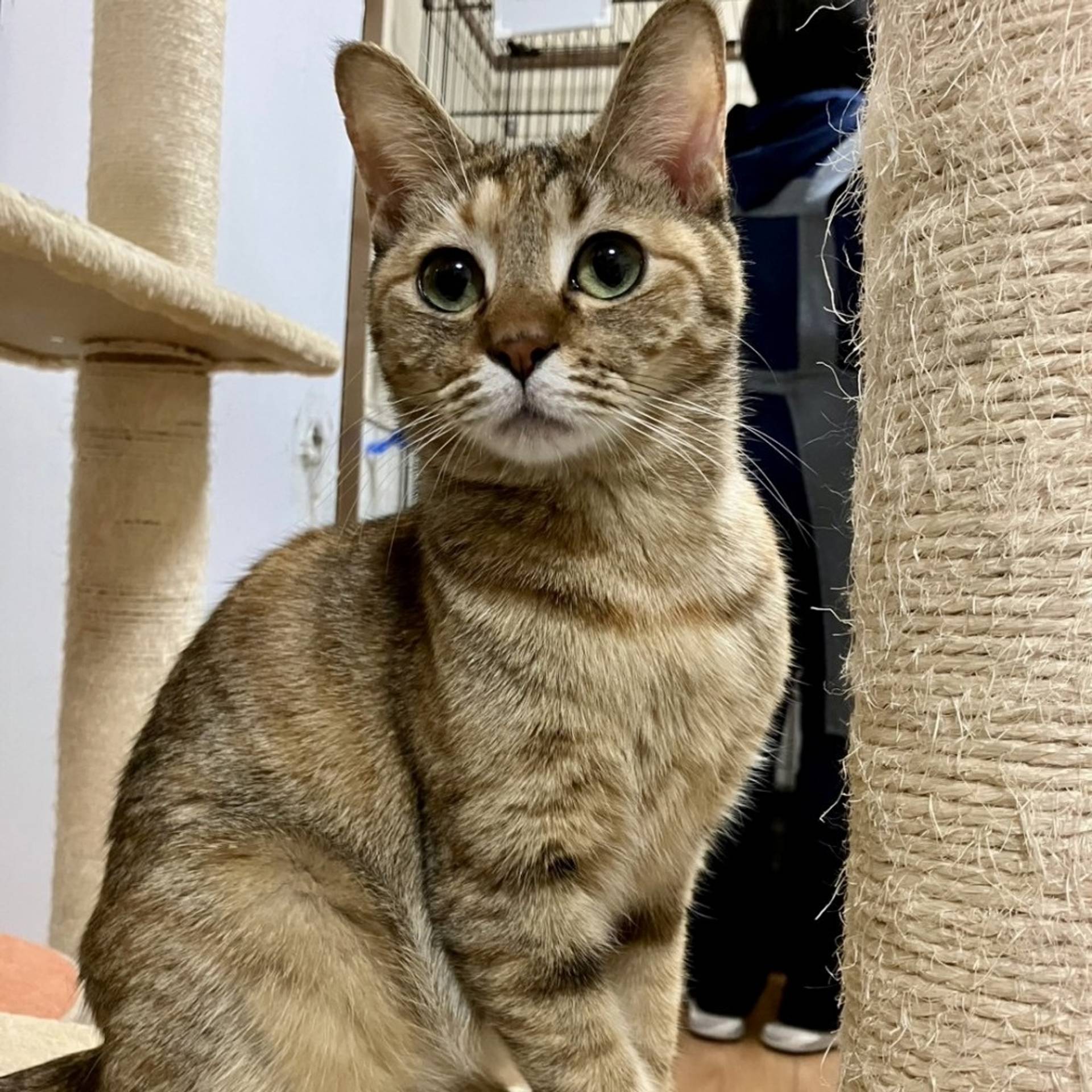 雑種（ミックス猫）・メスの里親募集の写真