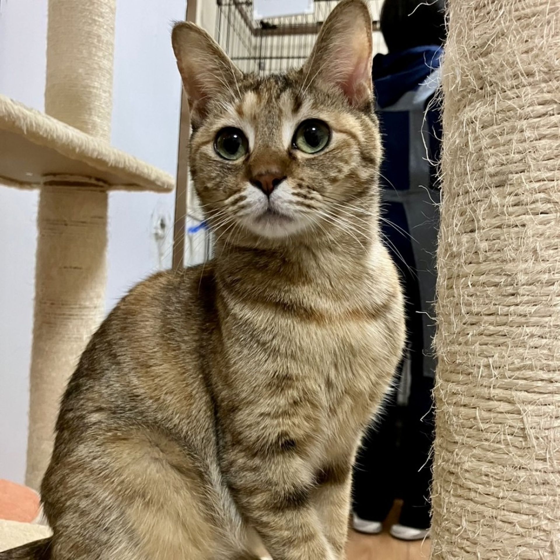 雑種（ミックス猫）・メスの里親募集の写真