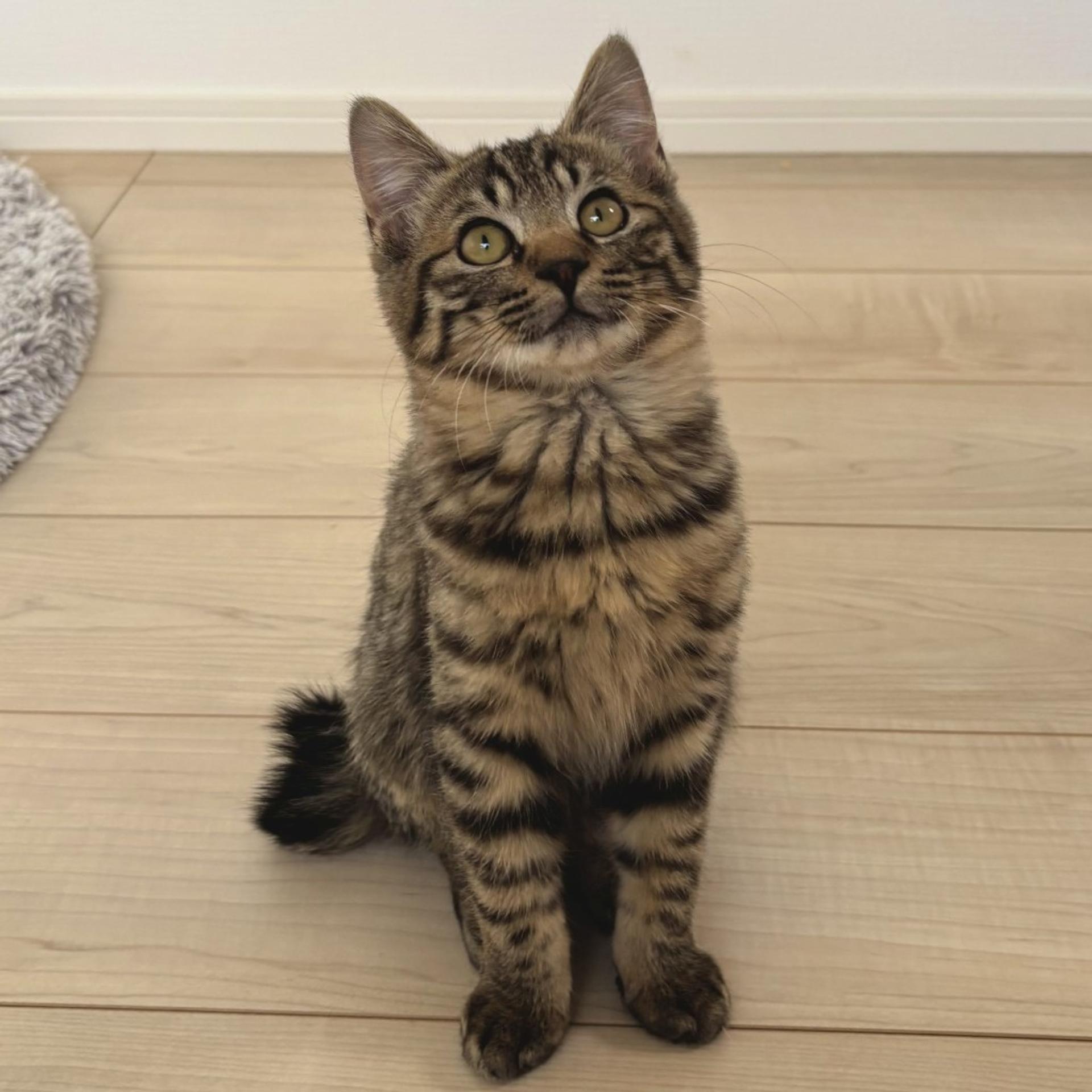 pet-image-5
