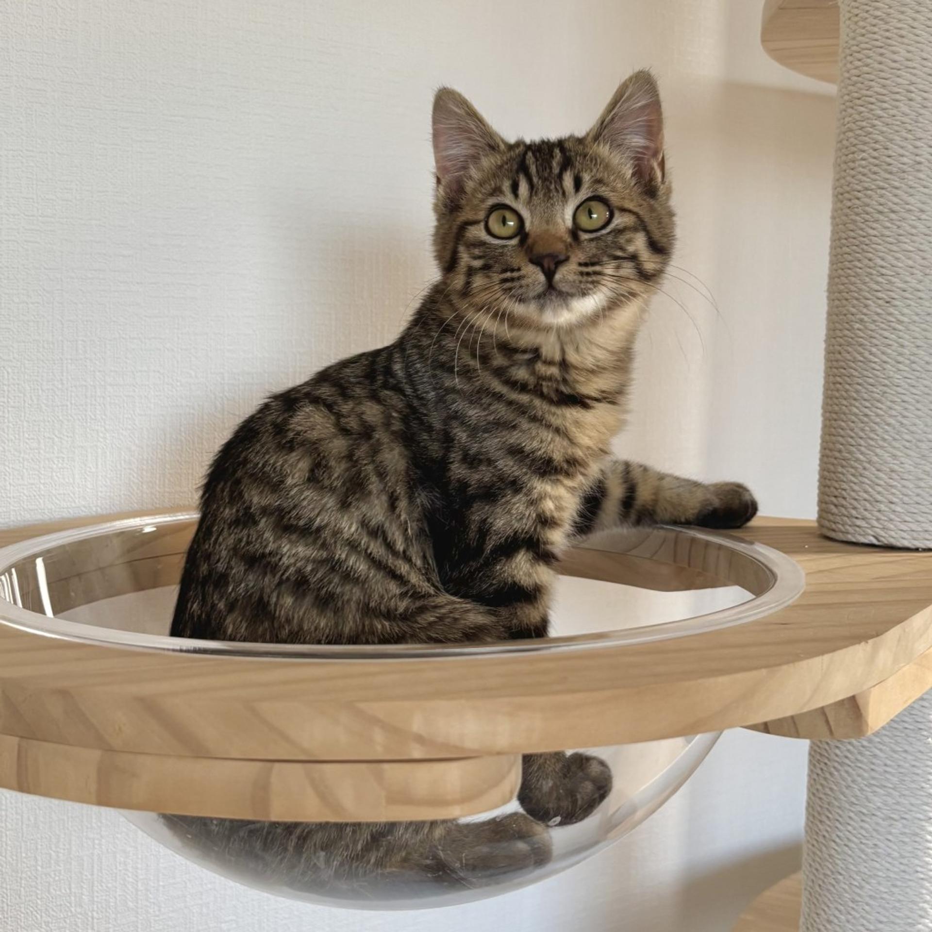 pet-image-3