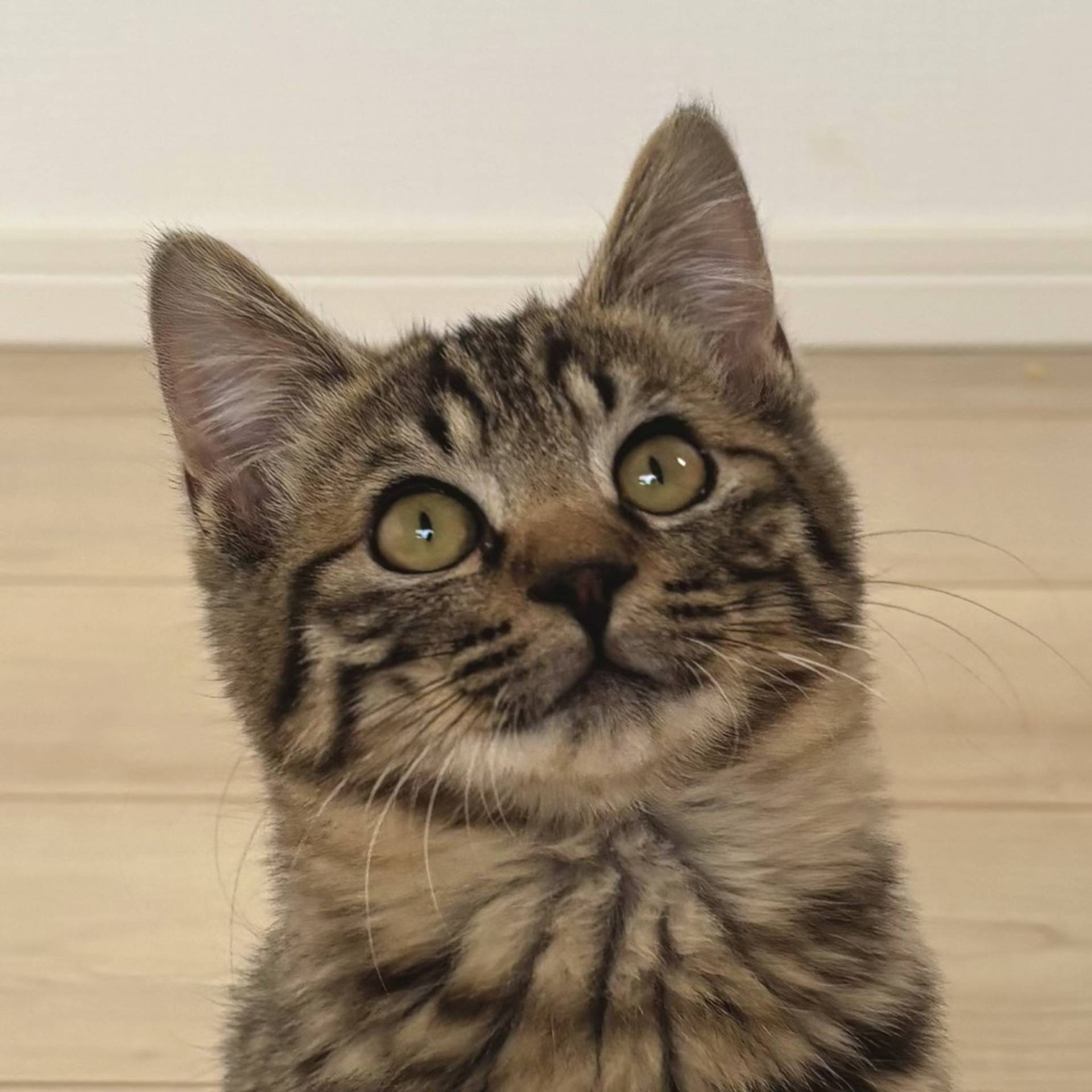 雑種（ミックス猫）・オスの里親募集の写真