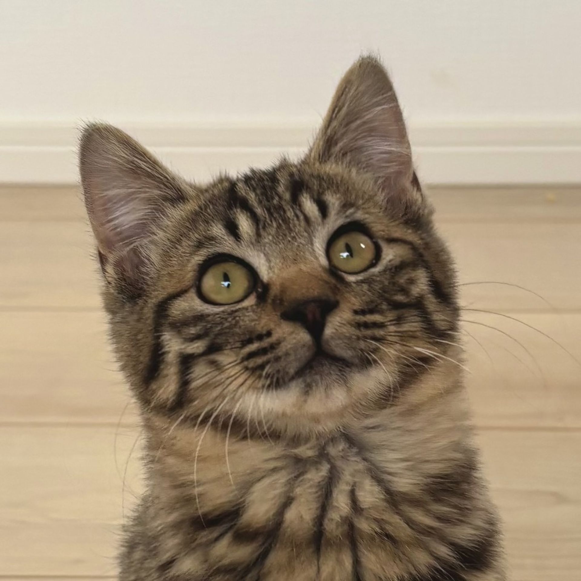 雑種（ミックス猫）・オスの里親募集の写真