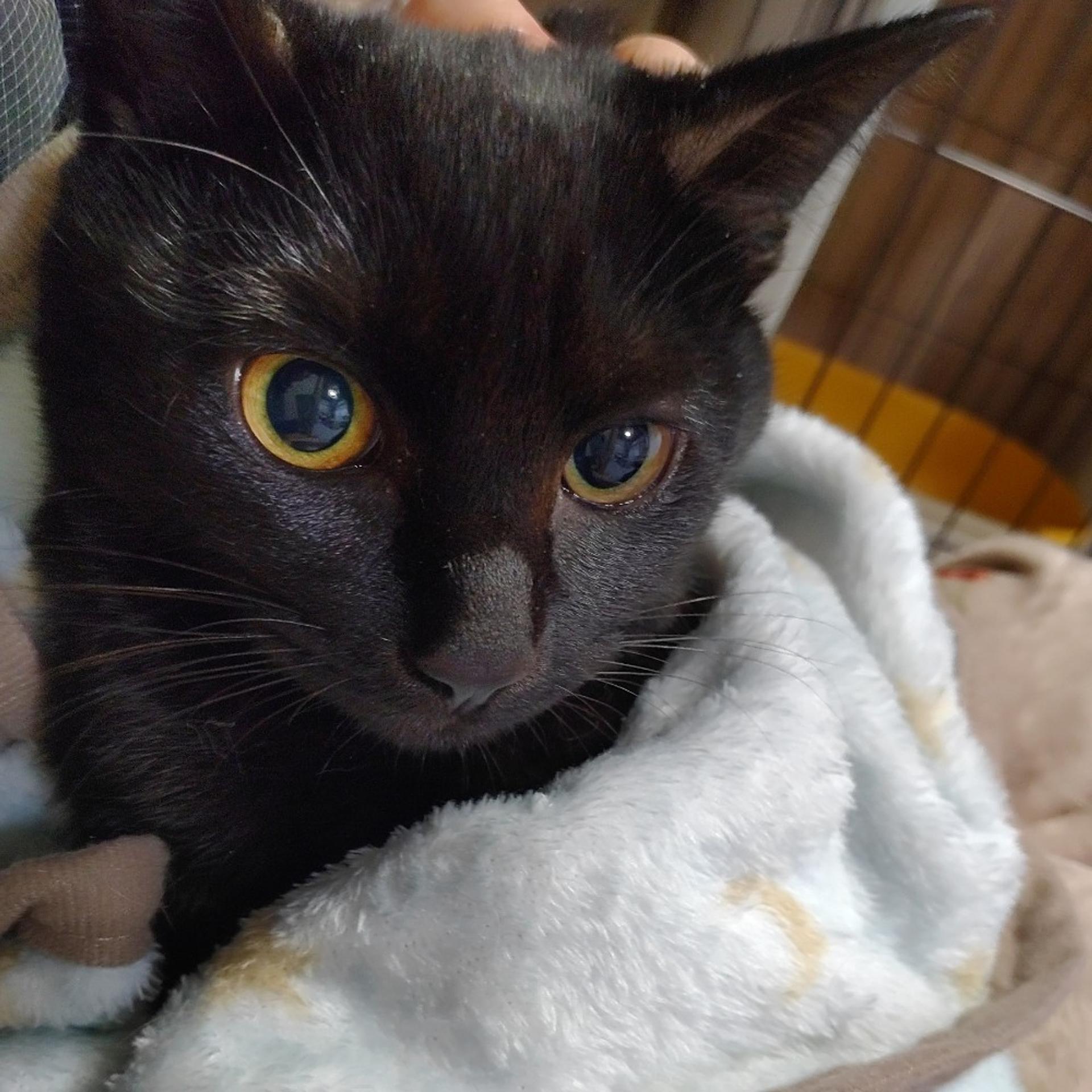 pet-image-4