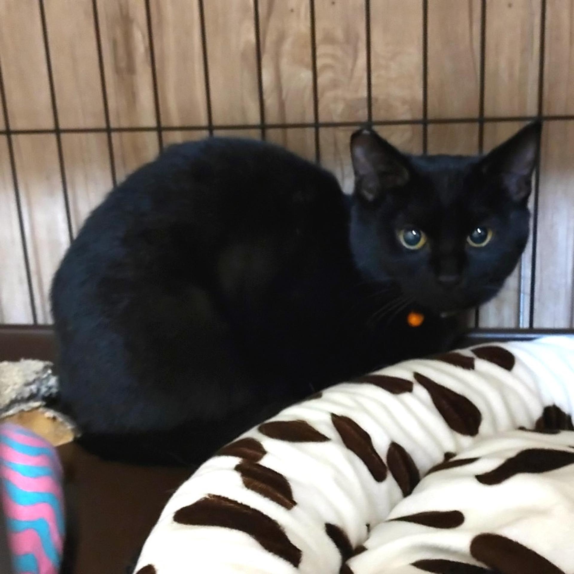 pet-image-5