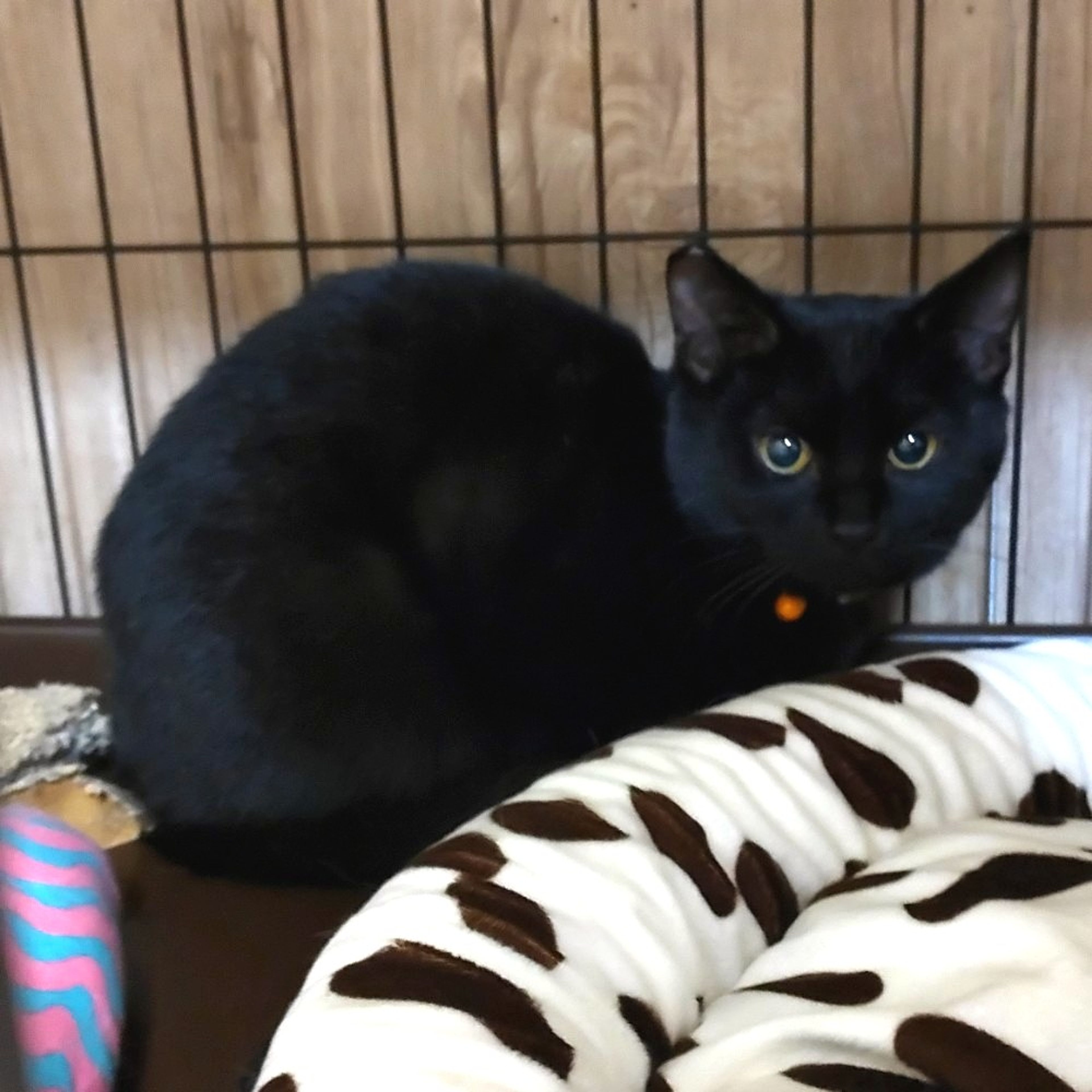 pet-image-5