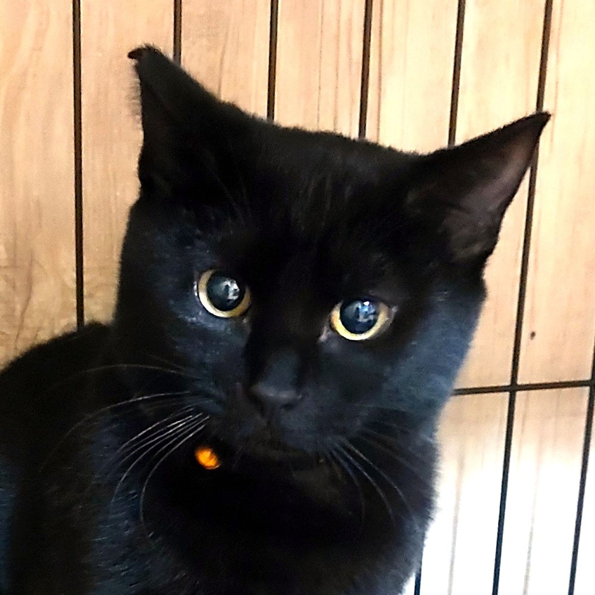 雑種（ミックス猫）・オスの里親募集の写真