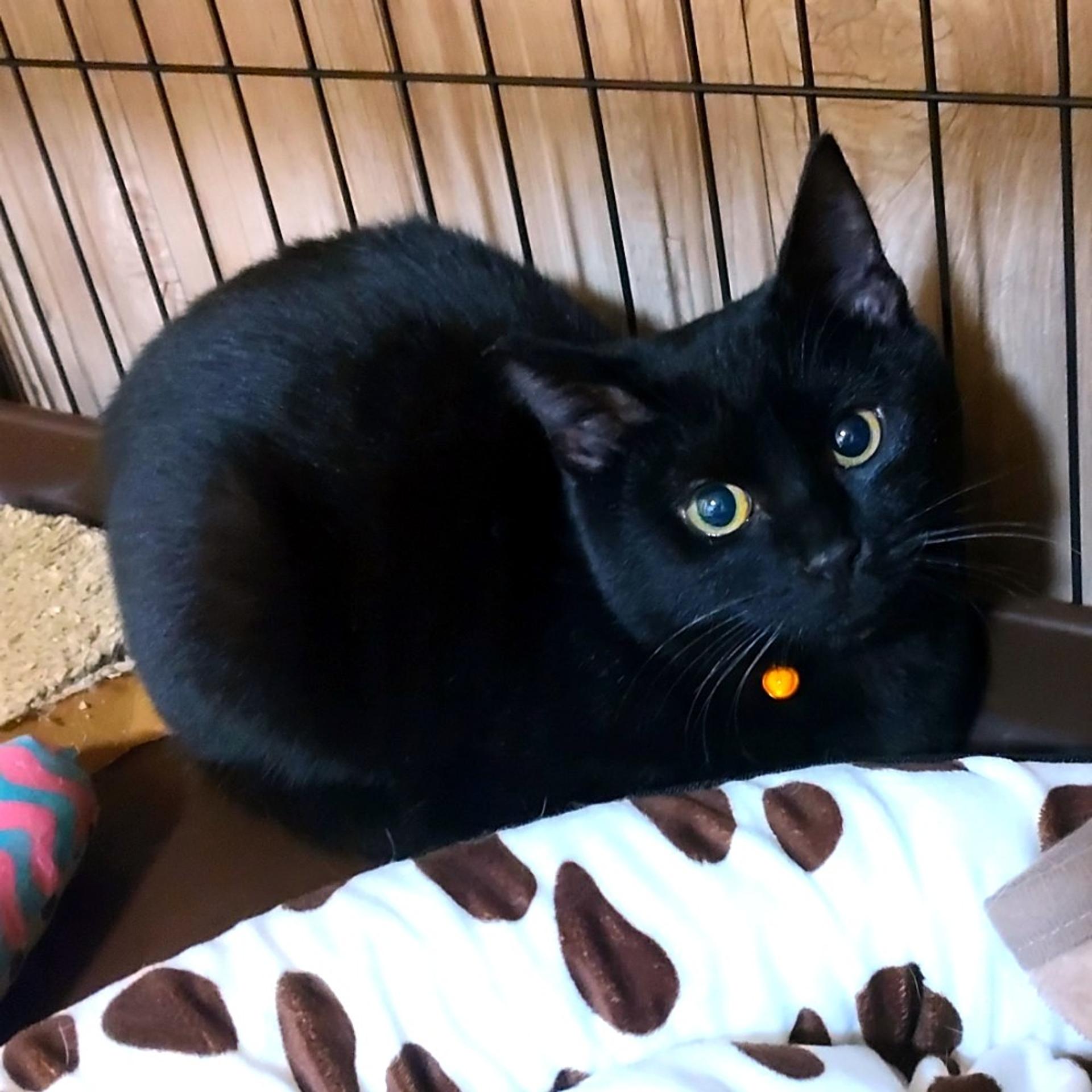 pet-image-2